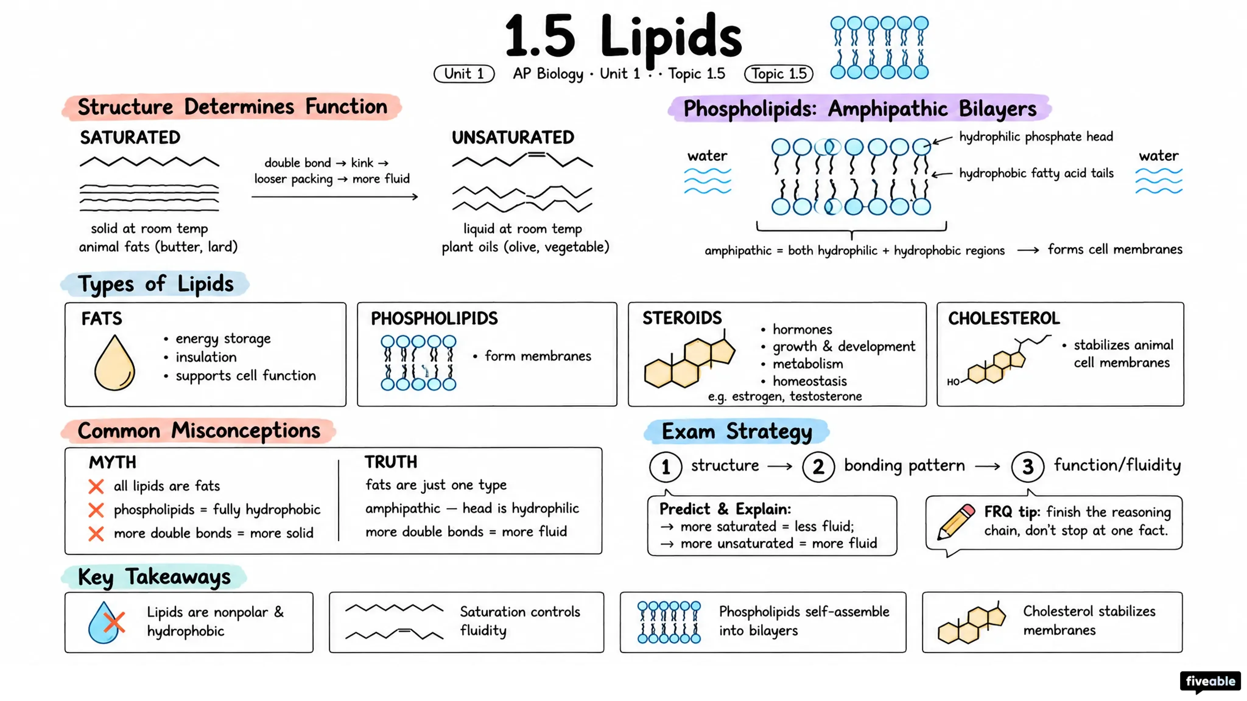 1.5 Lipids - AP Biology - Unit 1 visual cheatsheet