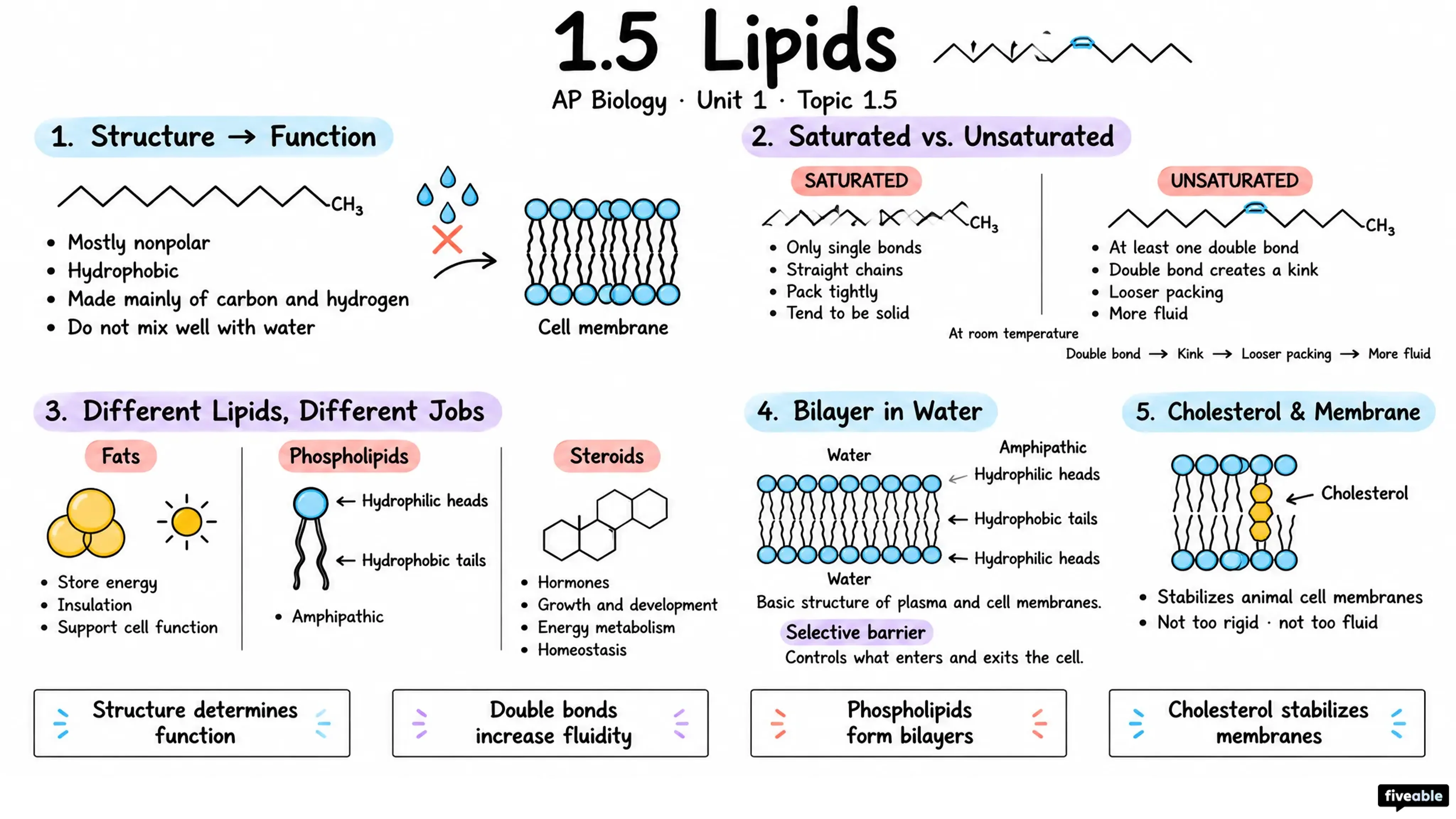 1.5 Lipids - AP Biology - Unit 1 visual cheatsheet