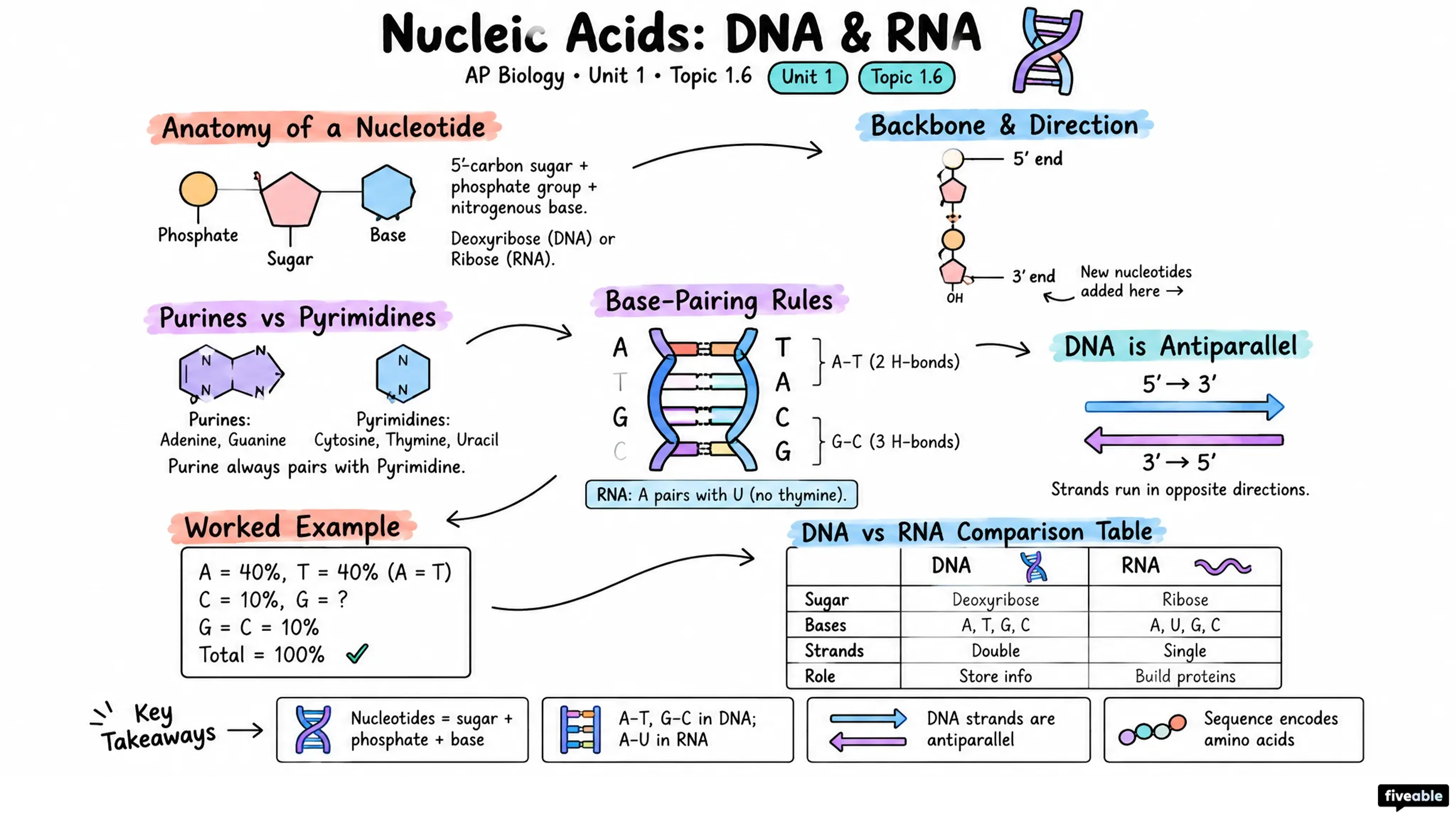 1.6 Nucleic Acids - AP Biology - Unit 1 visual cheatsheet