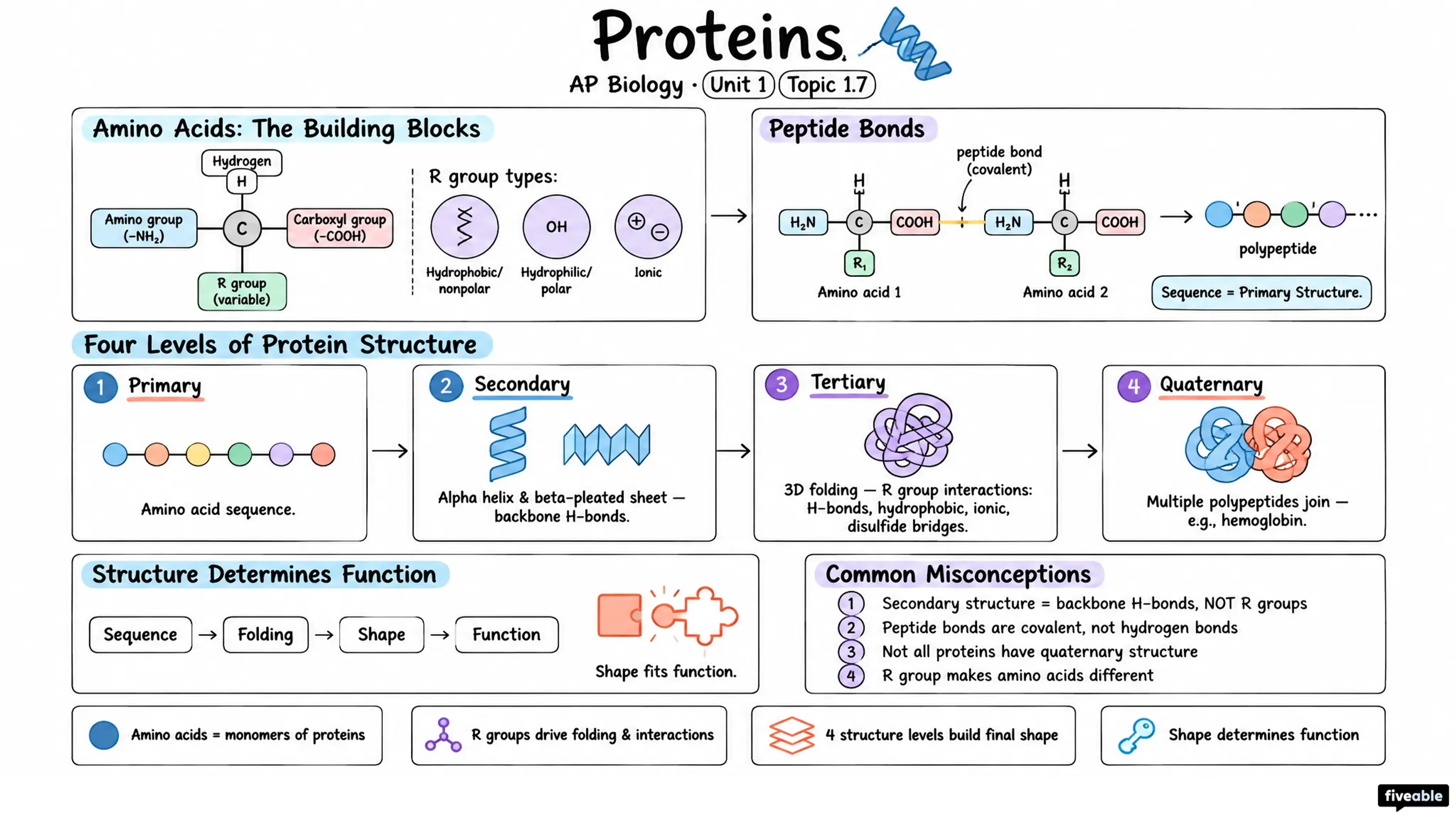 1.7 Proteins - AP Biology - Unit 1 visual cheatsheet
