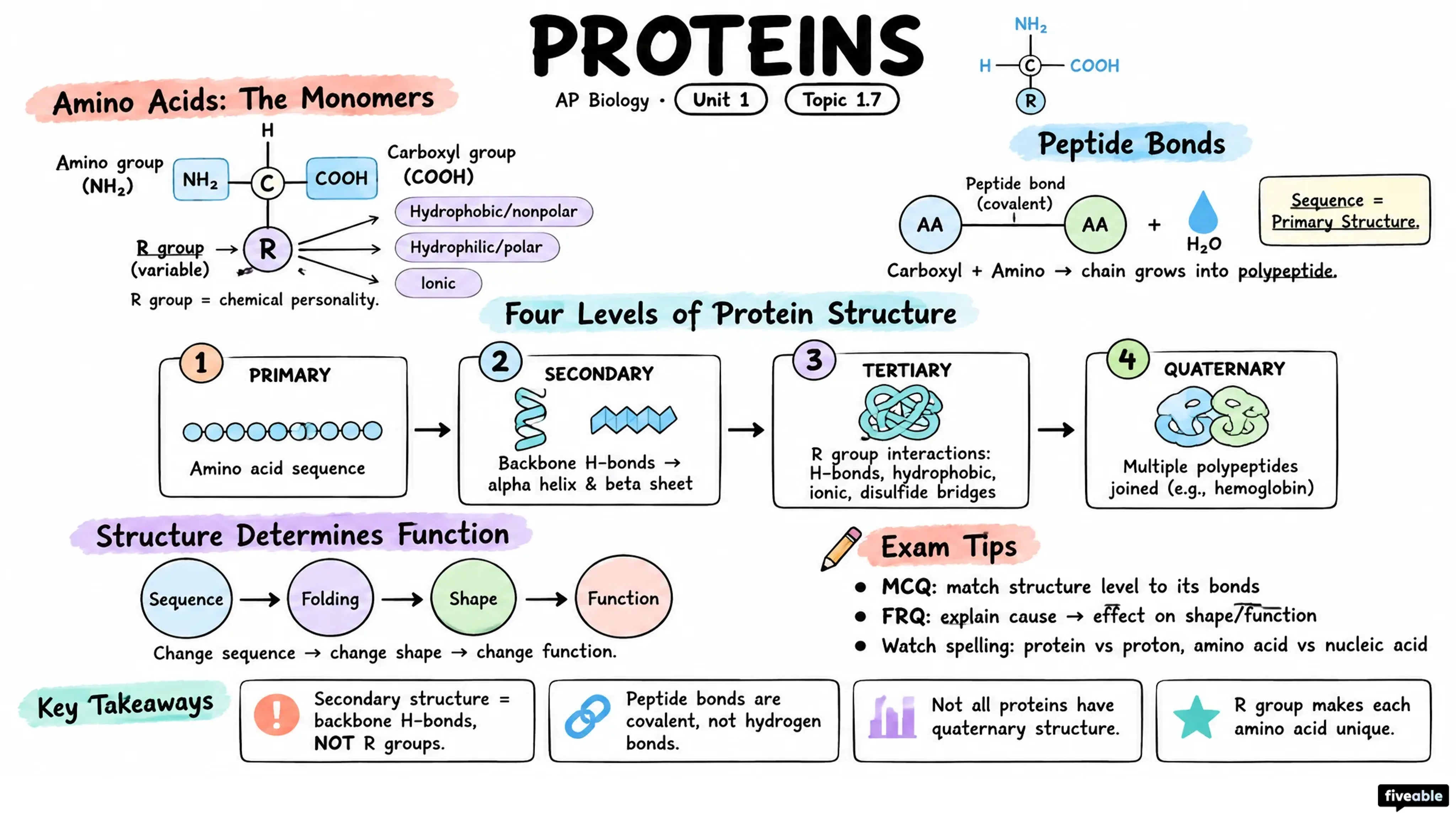 1.7 Proteins - AP Biology - Unit 1 visual cheatsheet