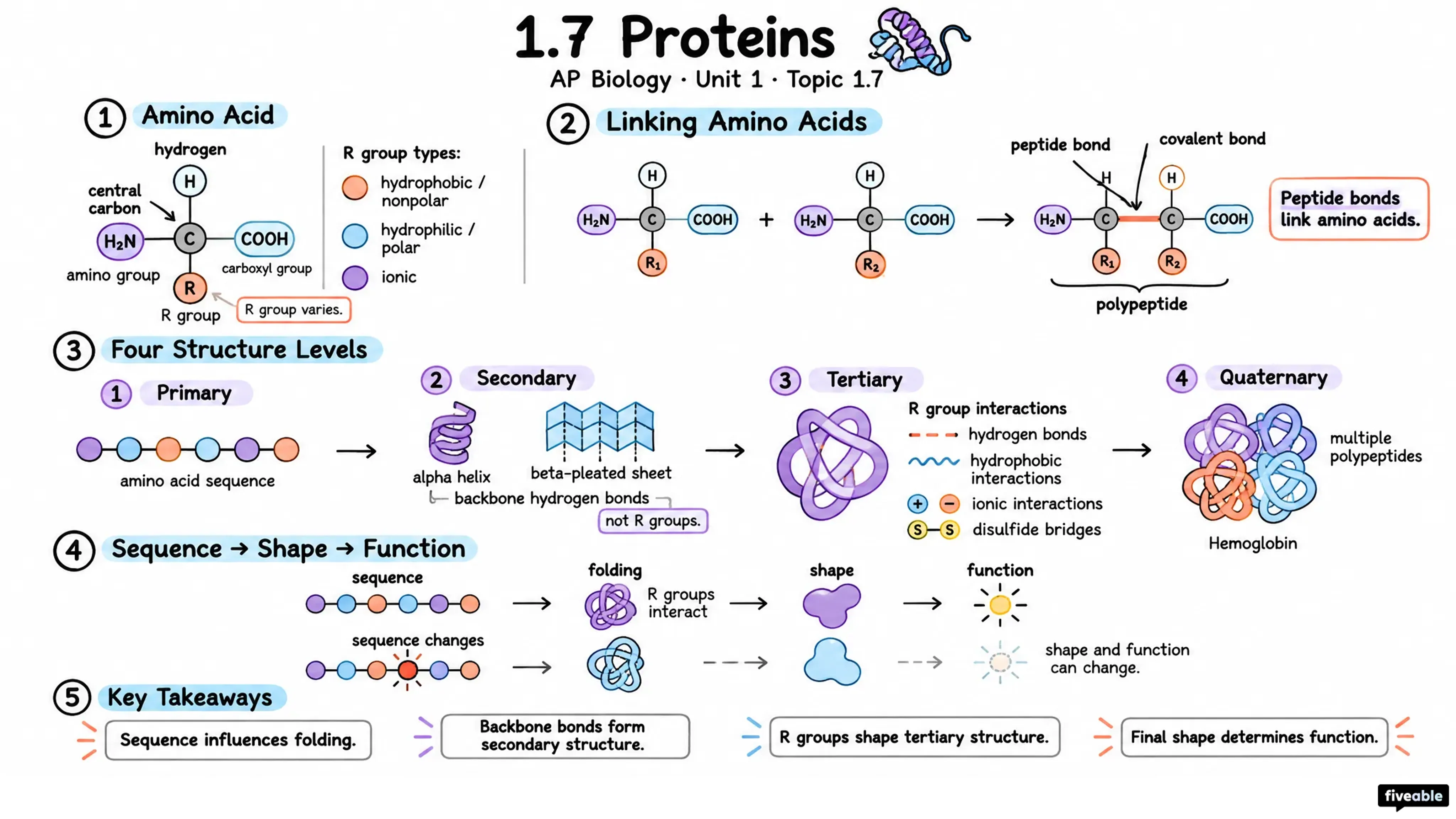 1.7 Proteins - AP Biology - Unit 1 visual cheatsheet