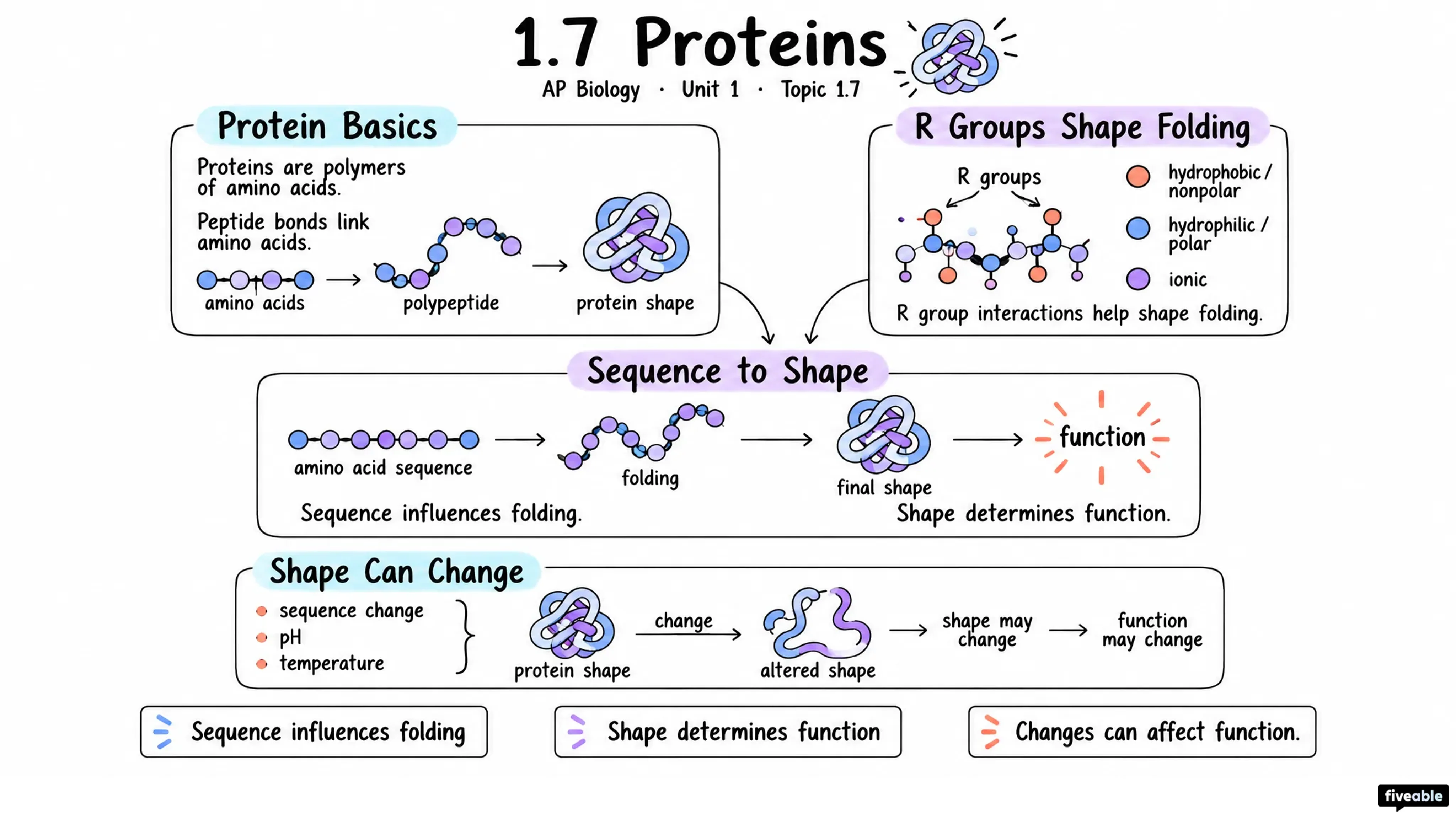 1.7 Proteins - AP Biology - Unit 1 visual cheatsheet