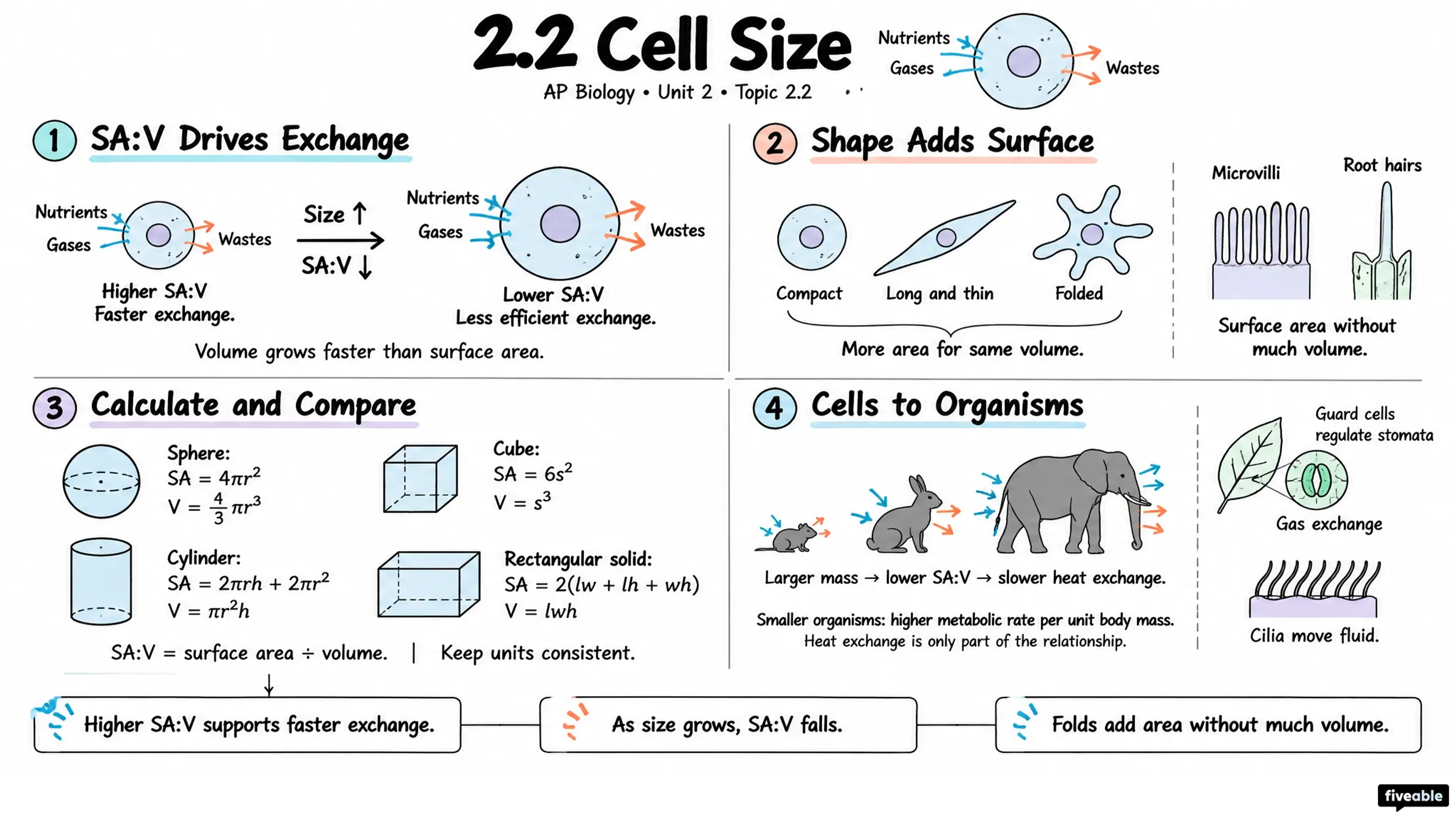 2.2 Cell Size - AP Biology - Unit 2 visual cheatsheet