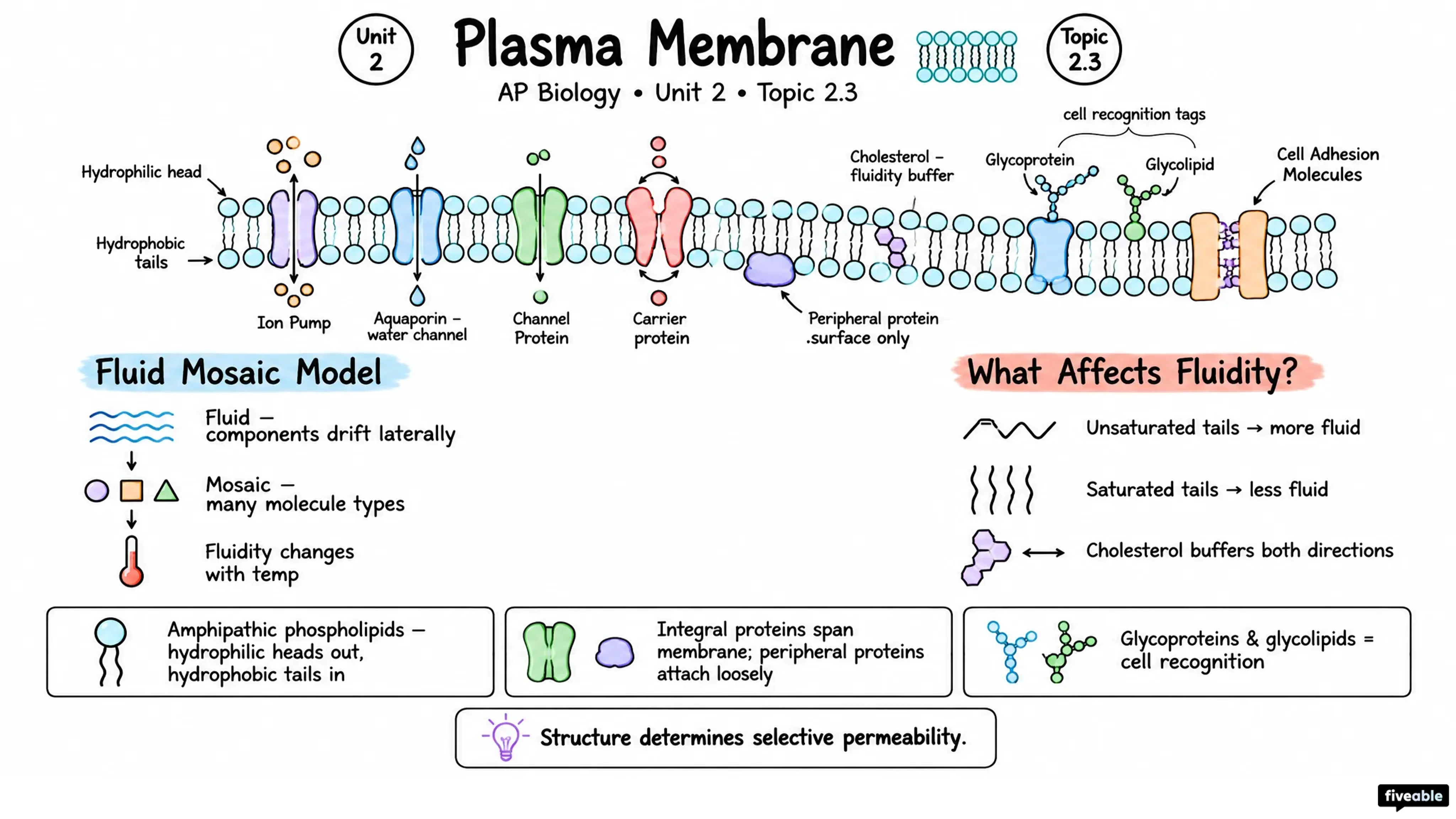 2.3 Plasma Membrane - AP Biology - Unit 2 visual cheatsheet