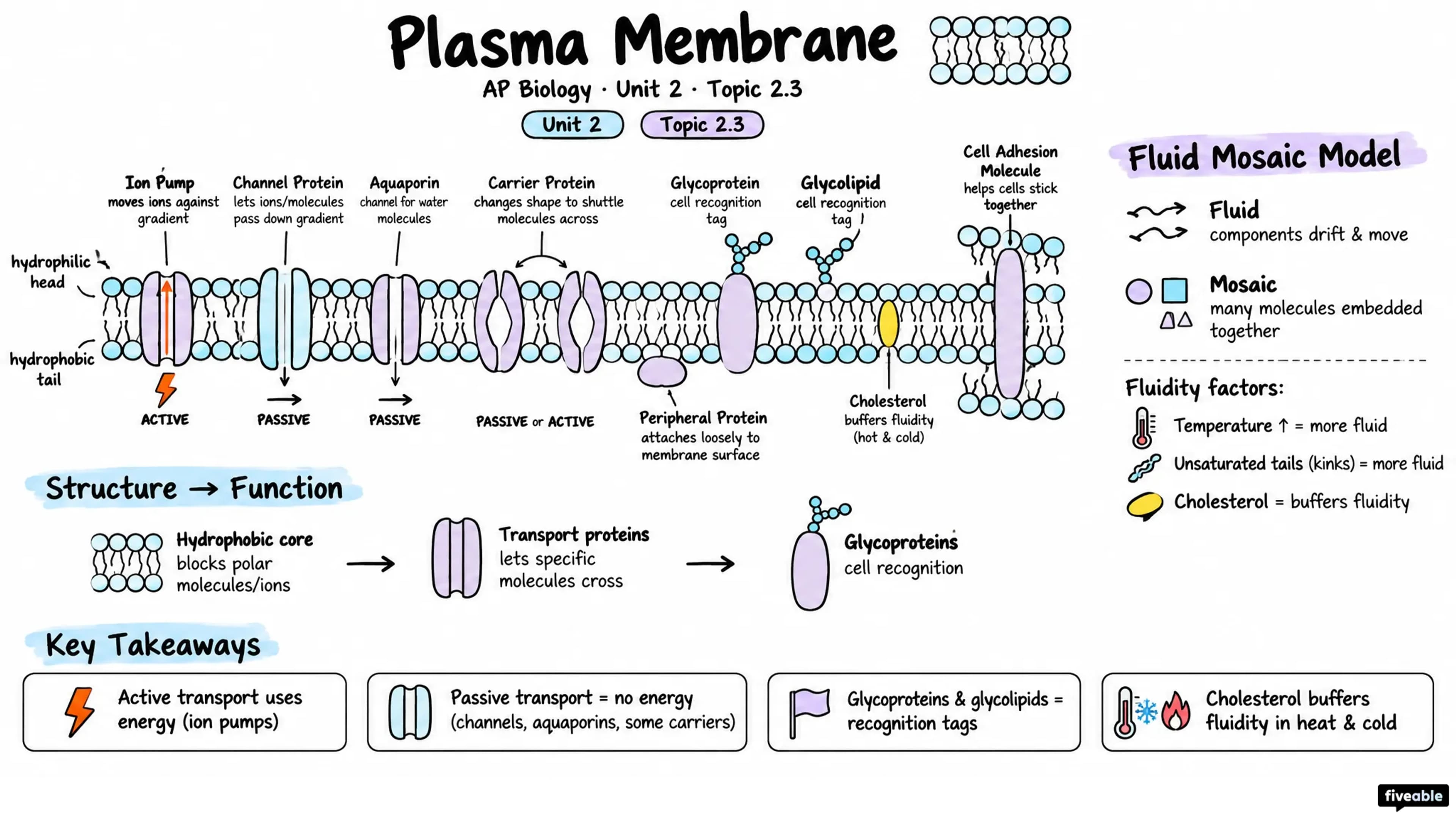 2.3 Plasma Membrane - AP Biology - Unit 2 visual cheatsheet