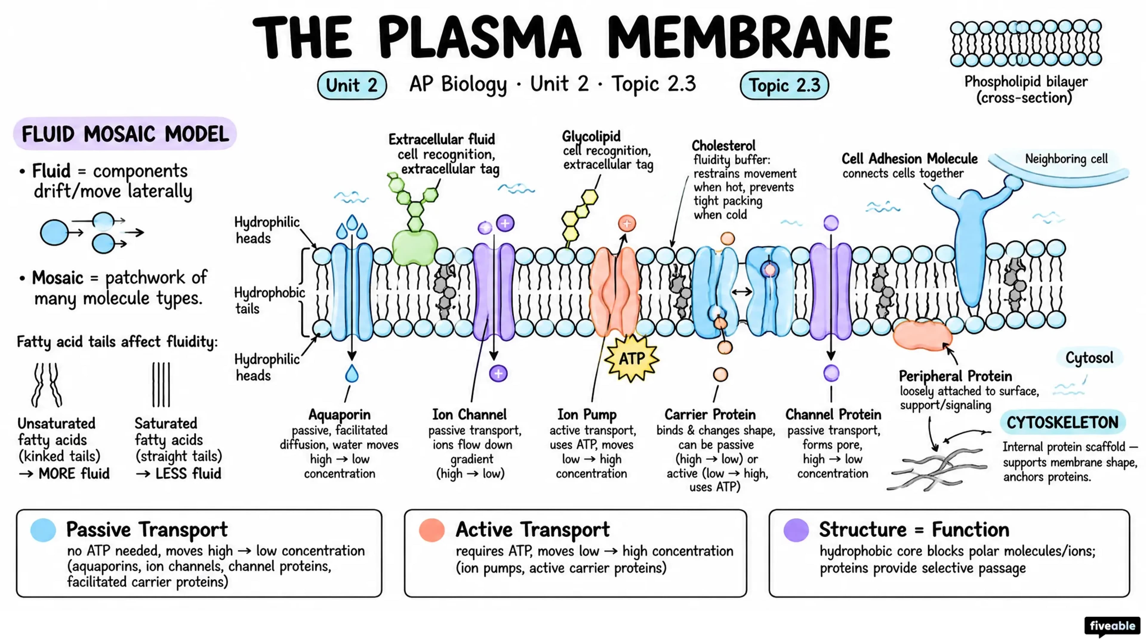 2.3 Plasma Membrane - AP Biology - Unit 2 visual cheatsheet