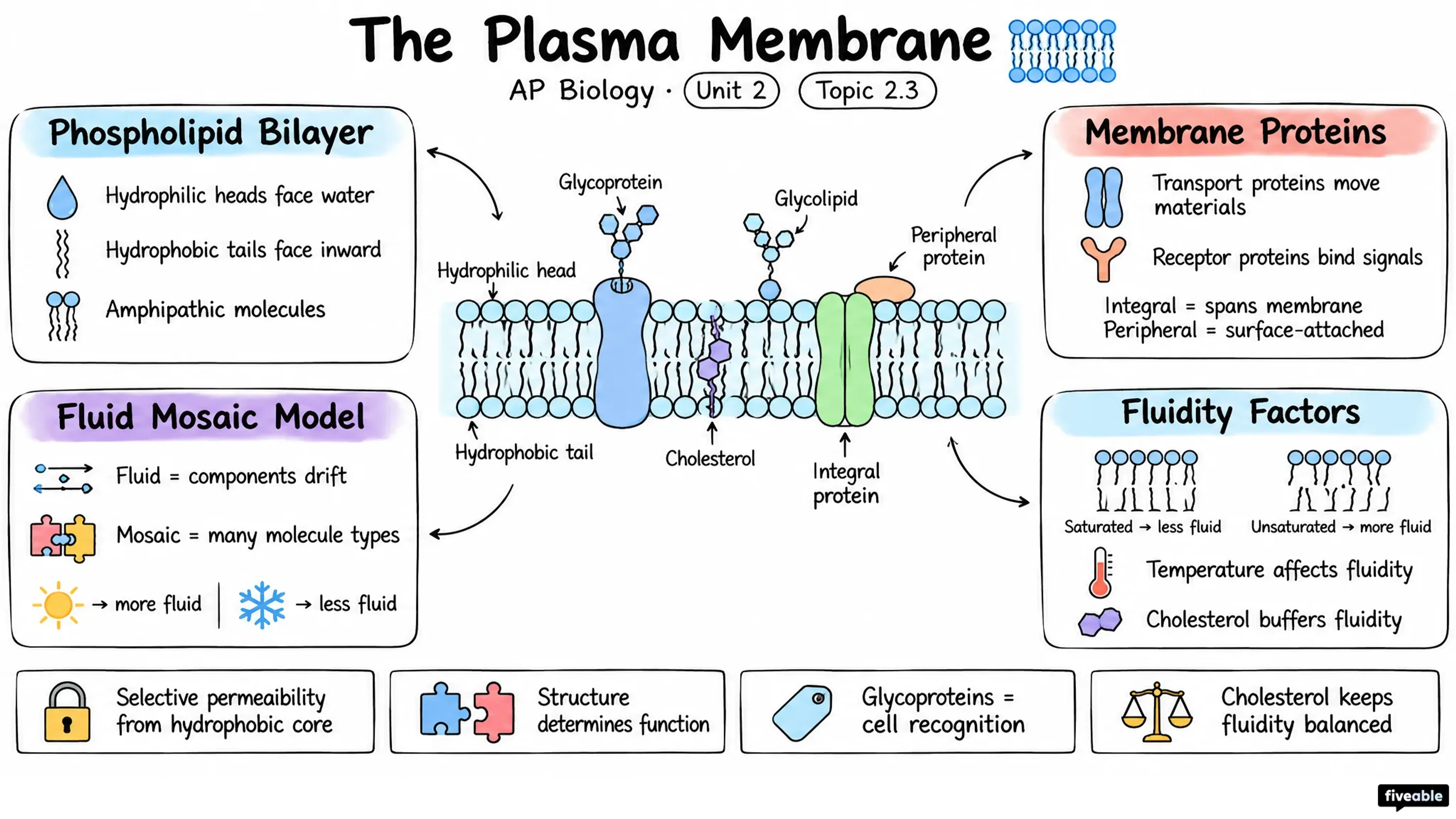 2.3 Plasma Membrane - AP Biology - Unit 2 visual cheatsheet