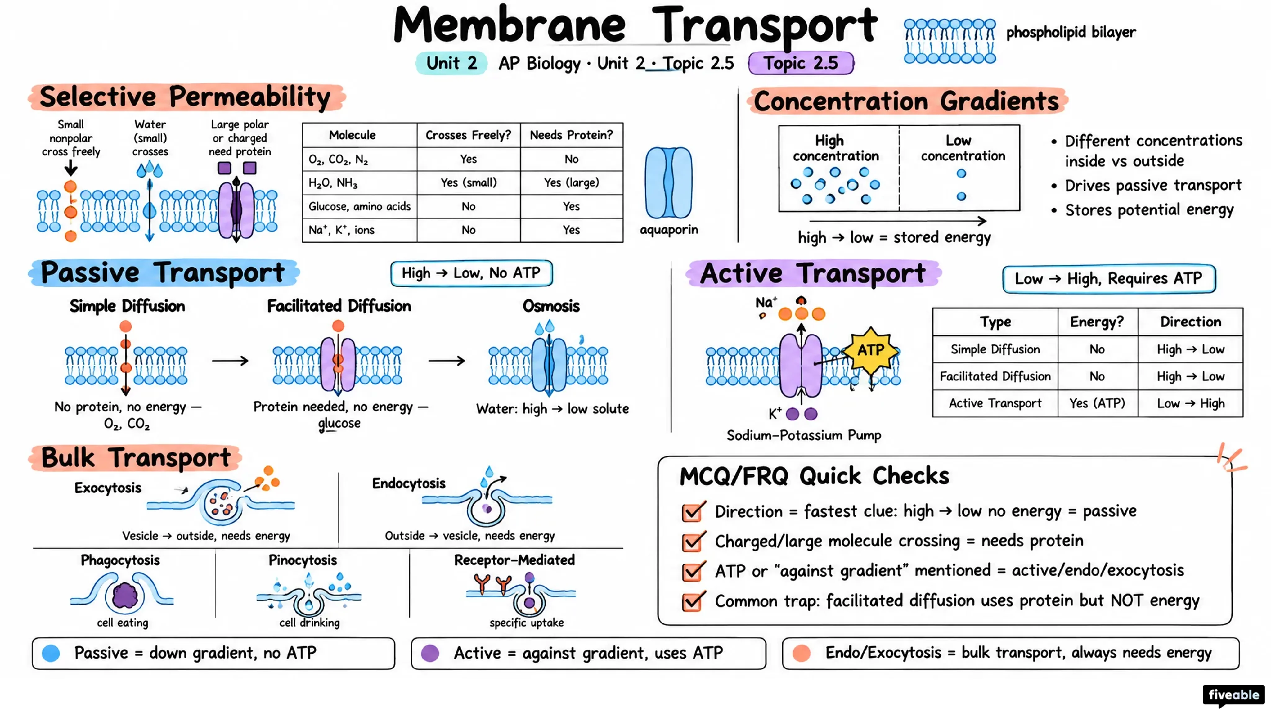 2.5 Membrane Transport - AP Biology - Unit 2 visual cheatsheet