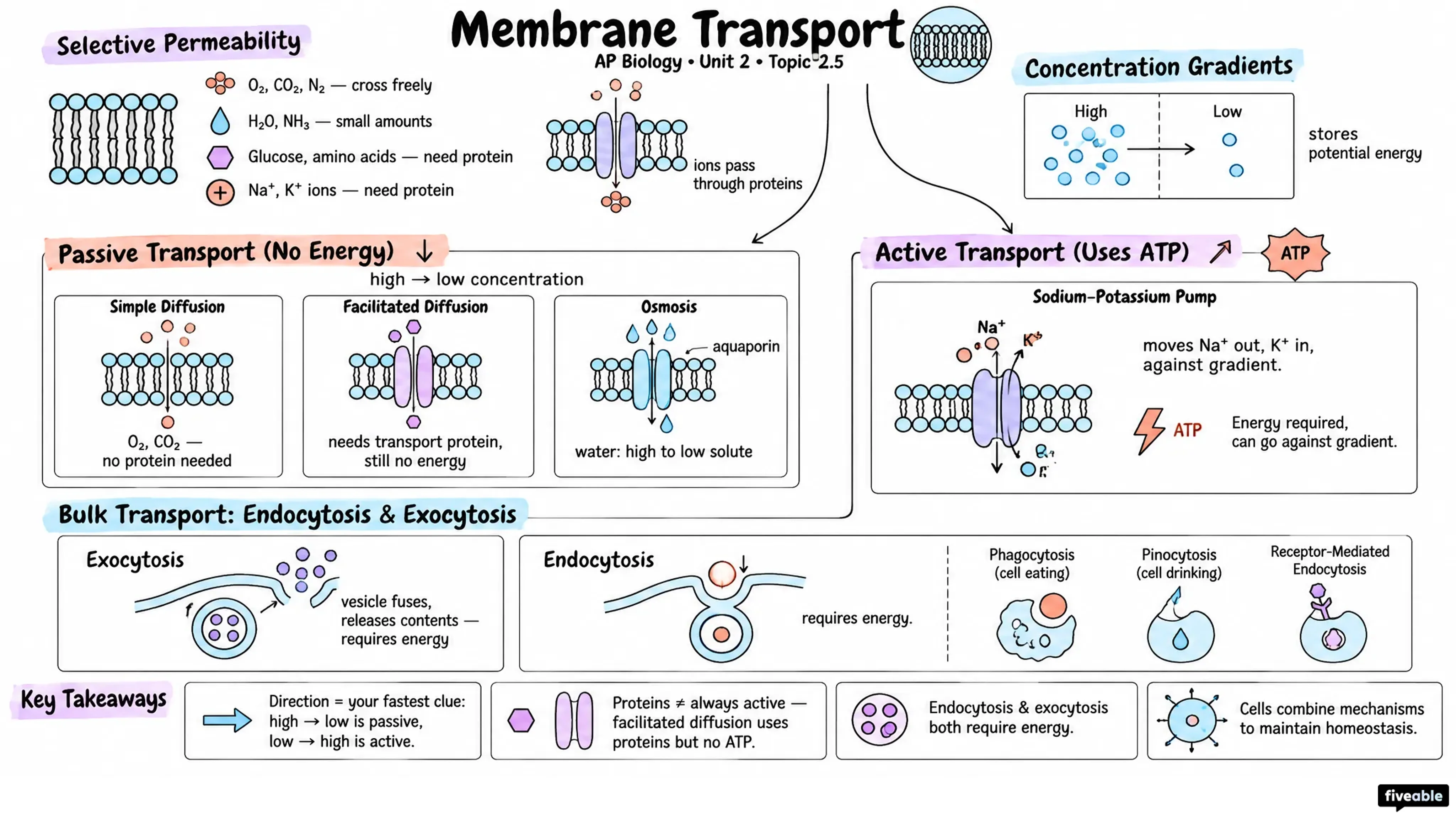 2.5 Membrane Transport - AP Biology - Unit 2 visual cheatsheet