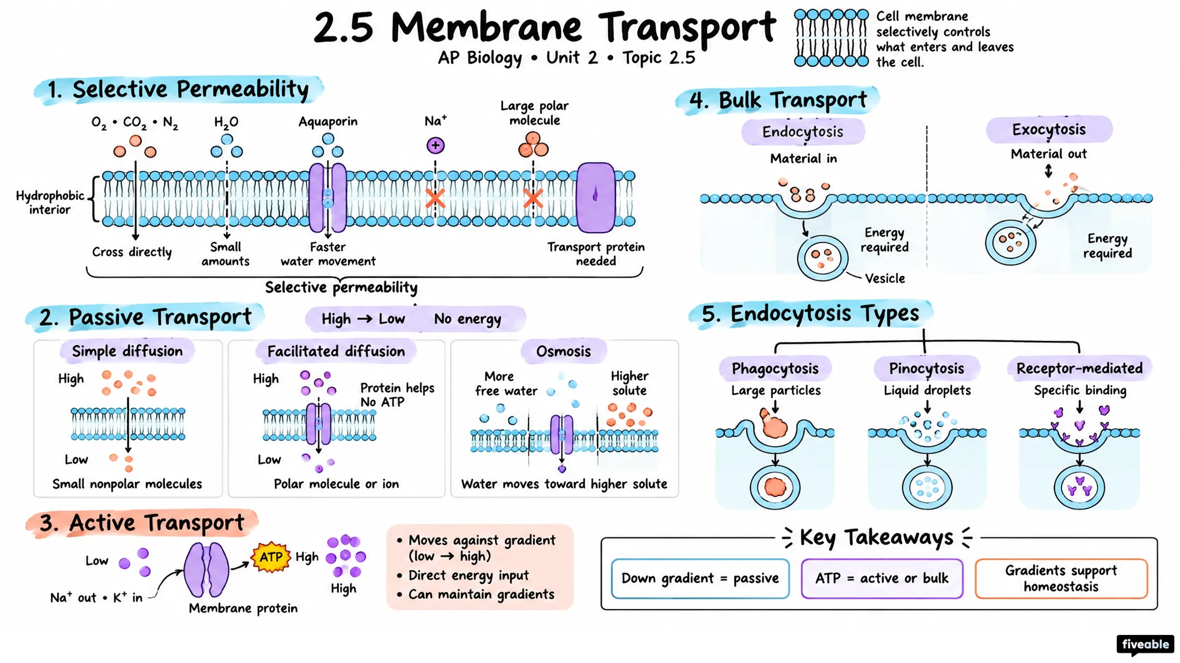 2.5 Membrane Transport - AP Biology - Unit 2 visual cheatsheet