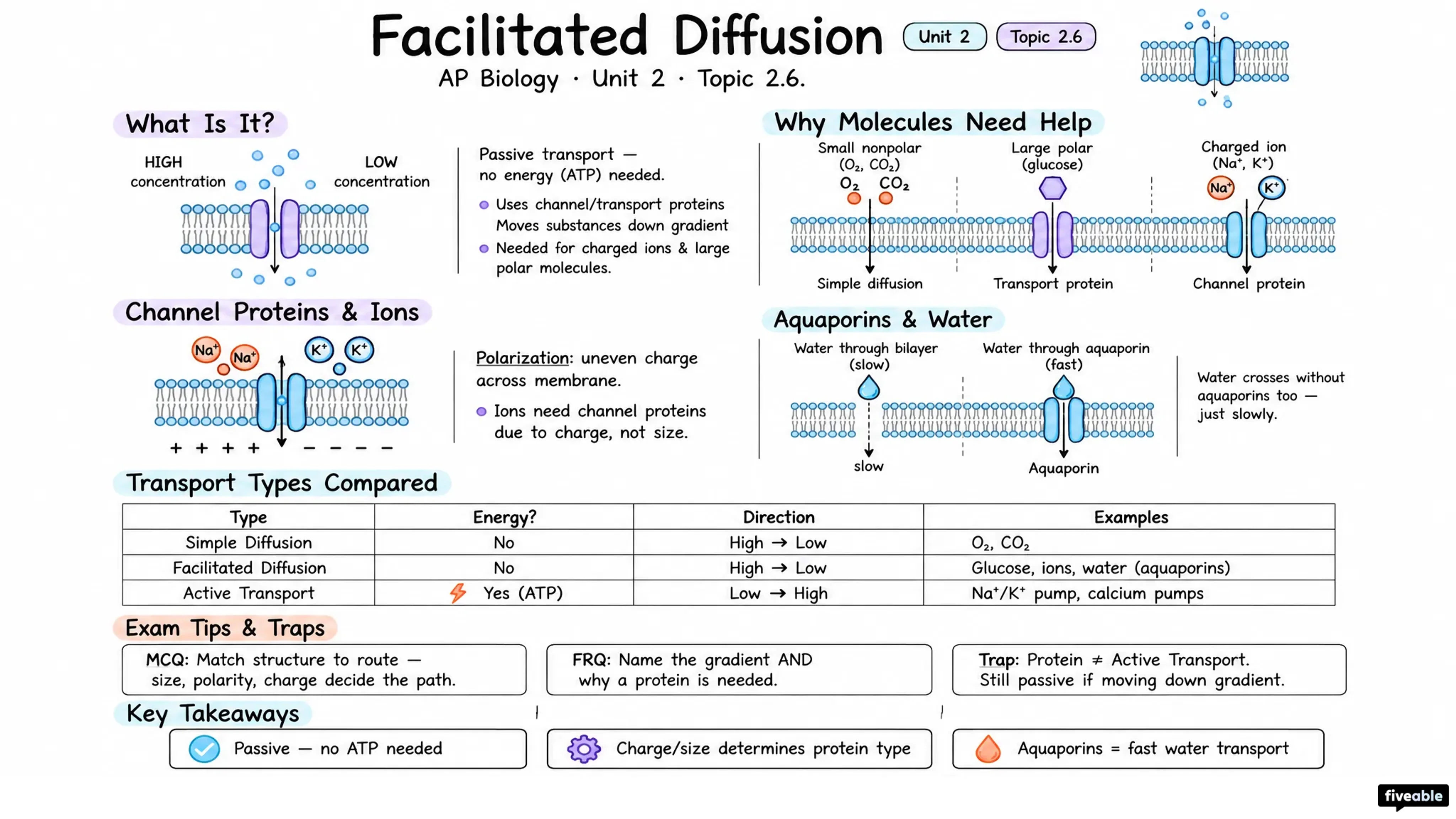 2.6 Facilitated Diffusion - AP Biology - Unit 2 visual cheatsheet