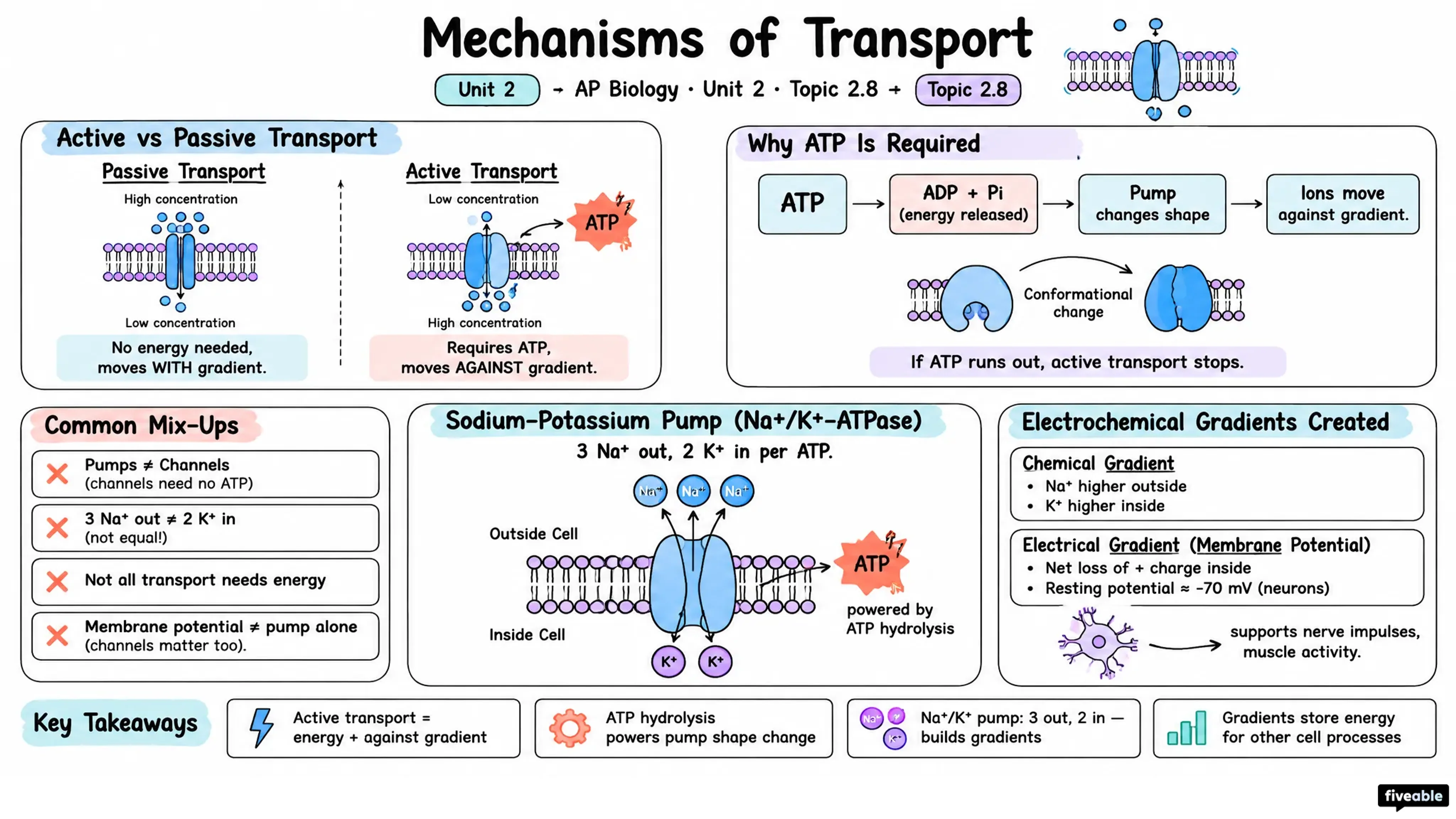 2.8 Mechanisms of Transport - AP Biology - Unit 2 visual cheatsheet