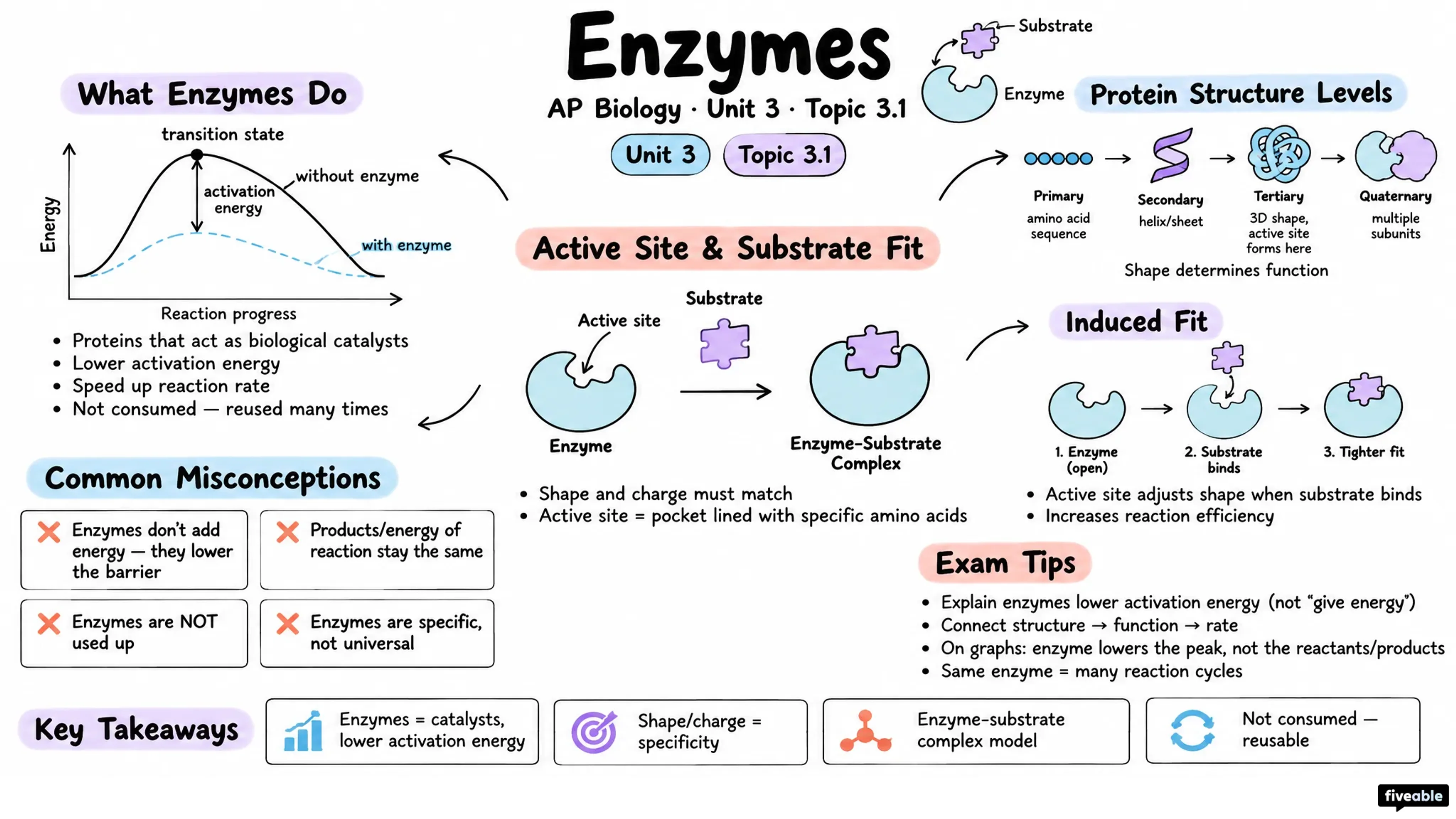 3.1 Enzymes - AP Biology - Unit 3 visual cheatsheet