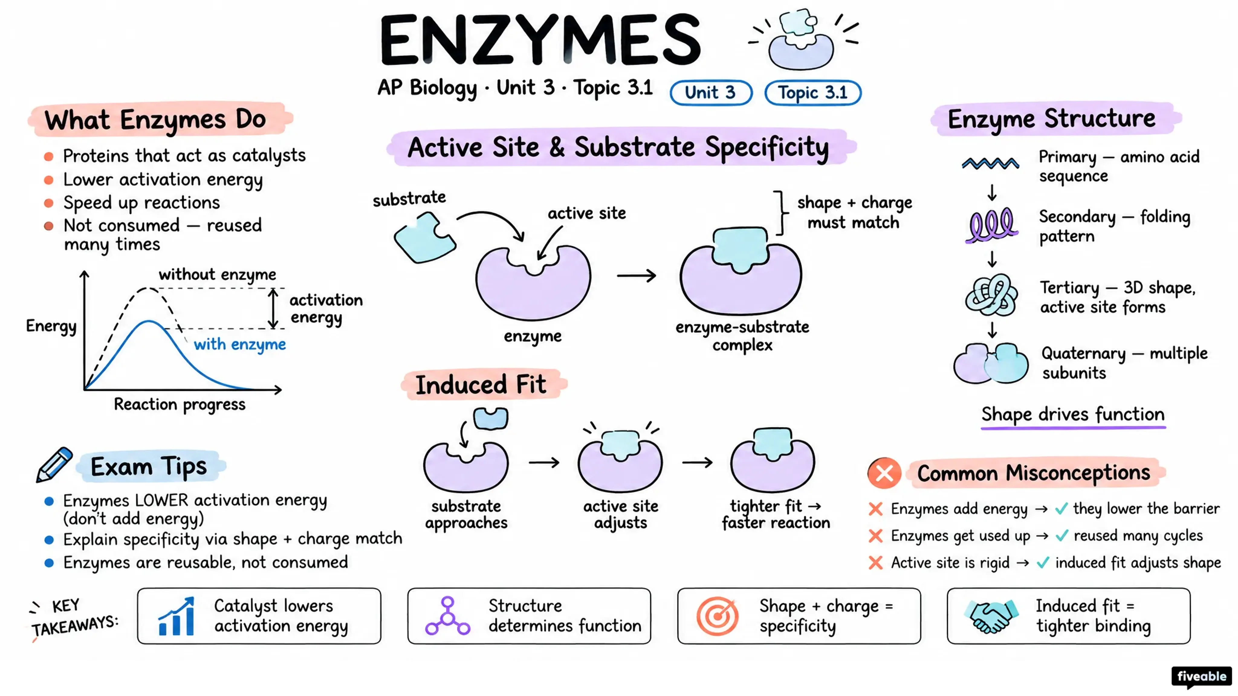 3.1 Enzymes - AP Biology - Unit 3 visual cheatsheet