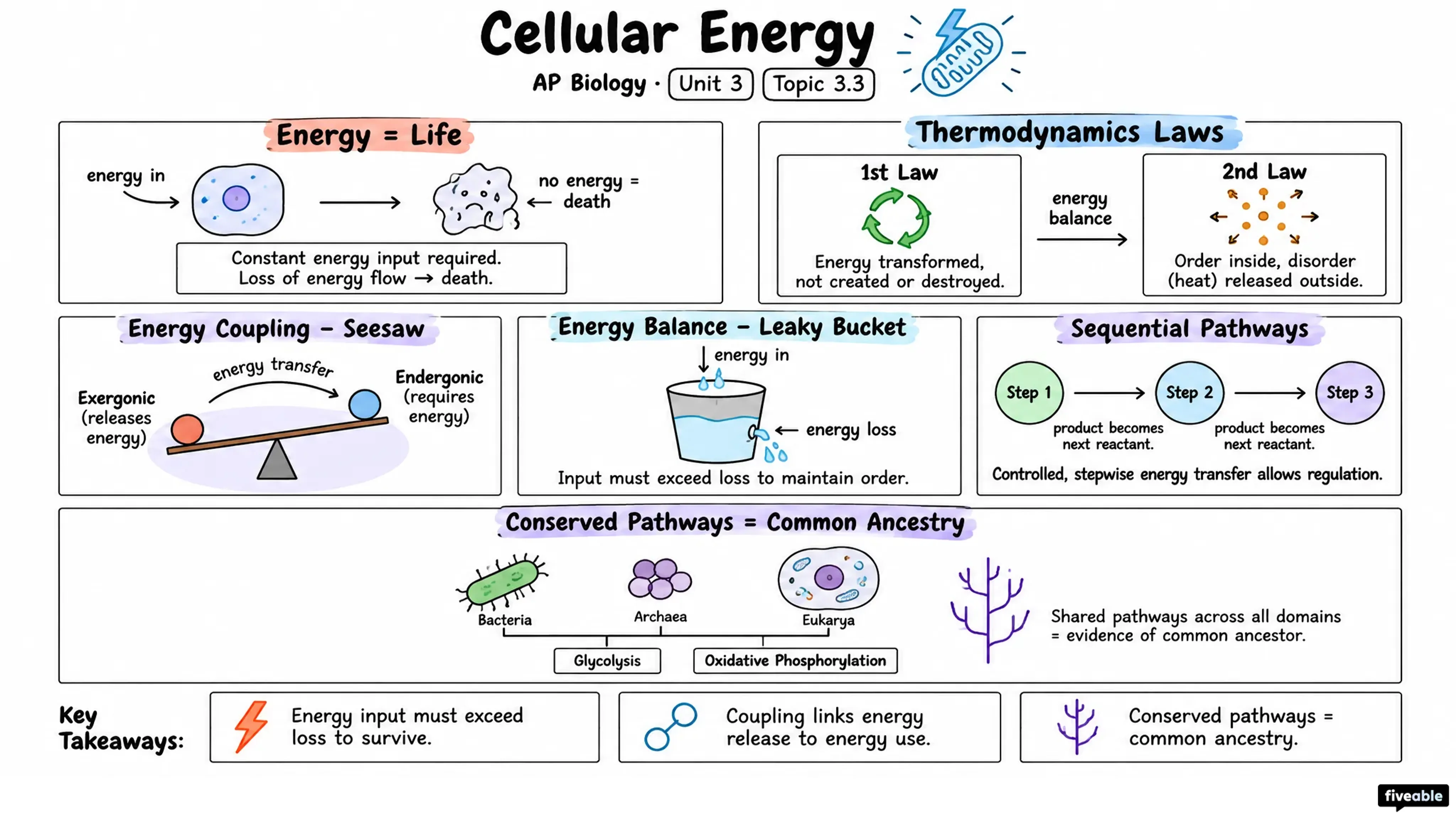 3.3 Cellular Energy - AP Biology - Unit 3 visual cheatsheet