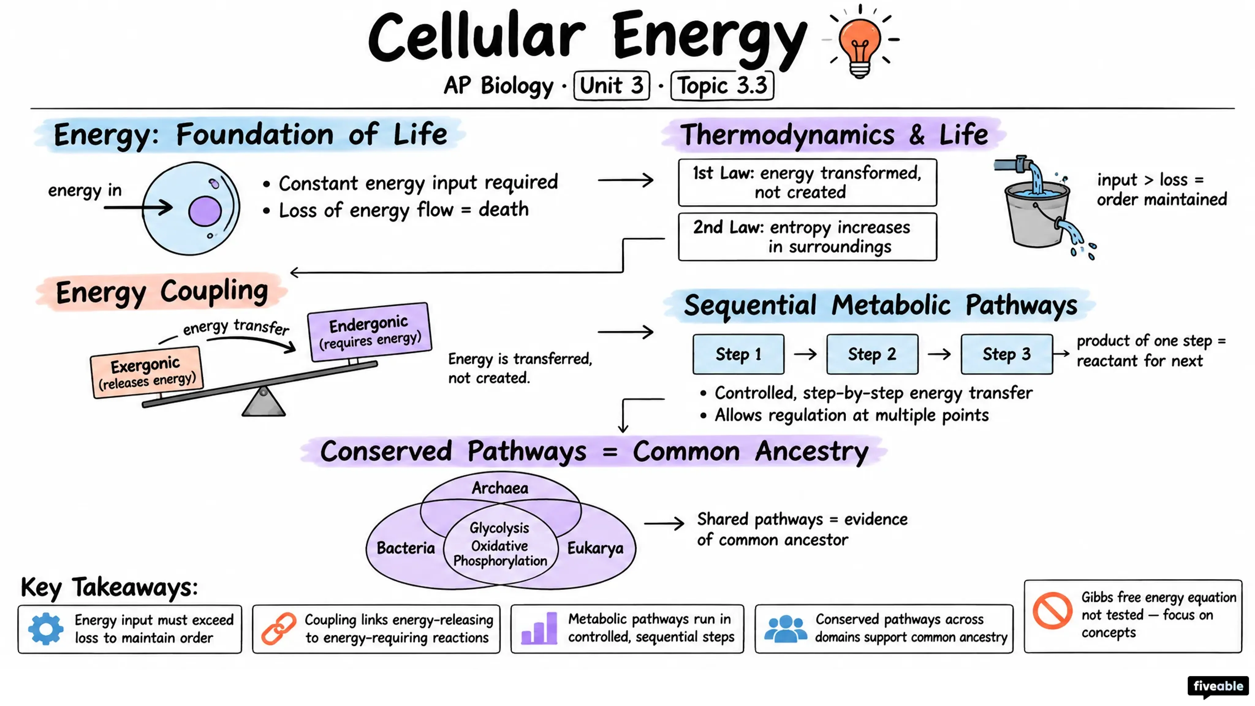 3.3 Cellular Energy - AP Biology - Unit 3 visual cheatsheet