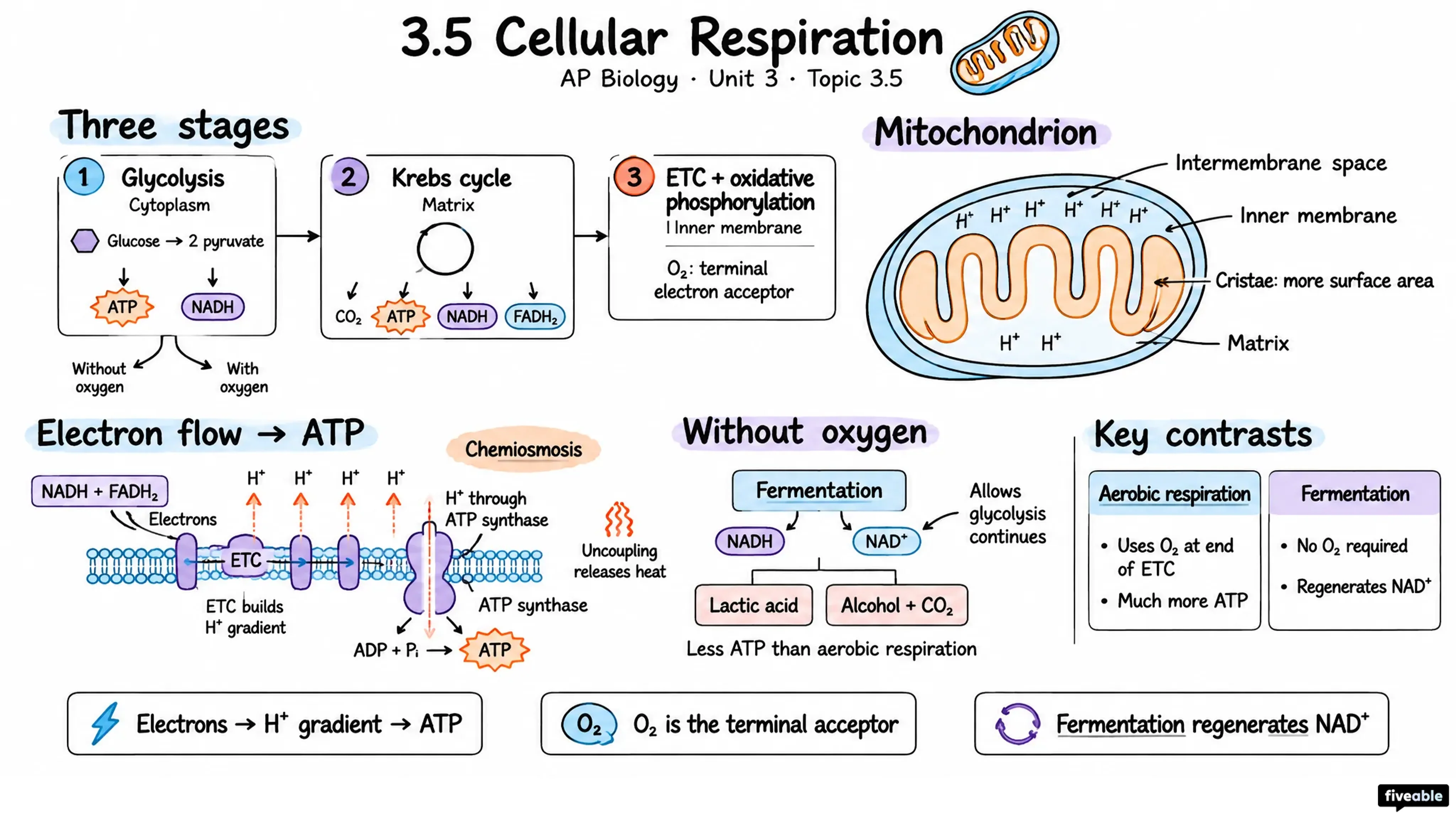 3.5 Cellular Respiration - AP Biology - Unit 3 visual cheatsheet