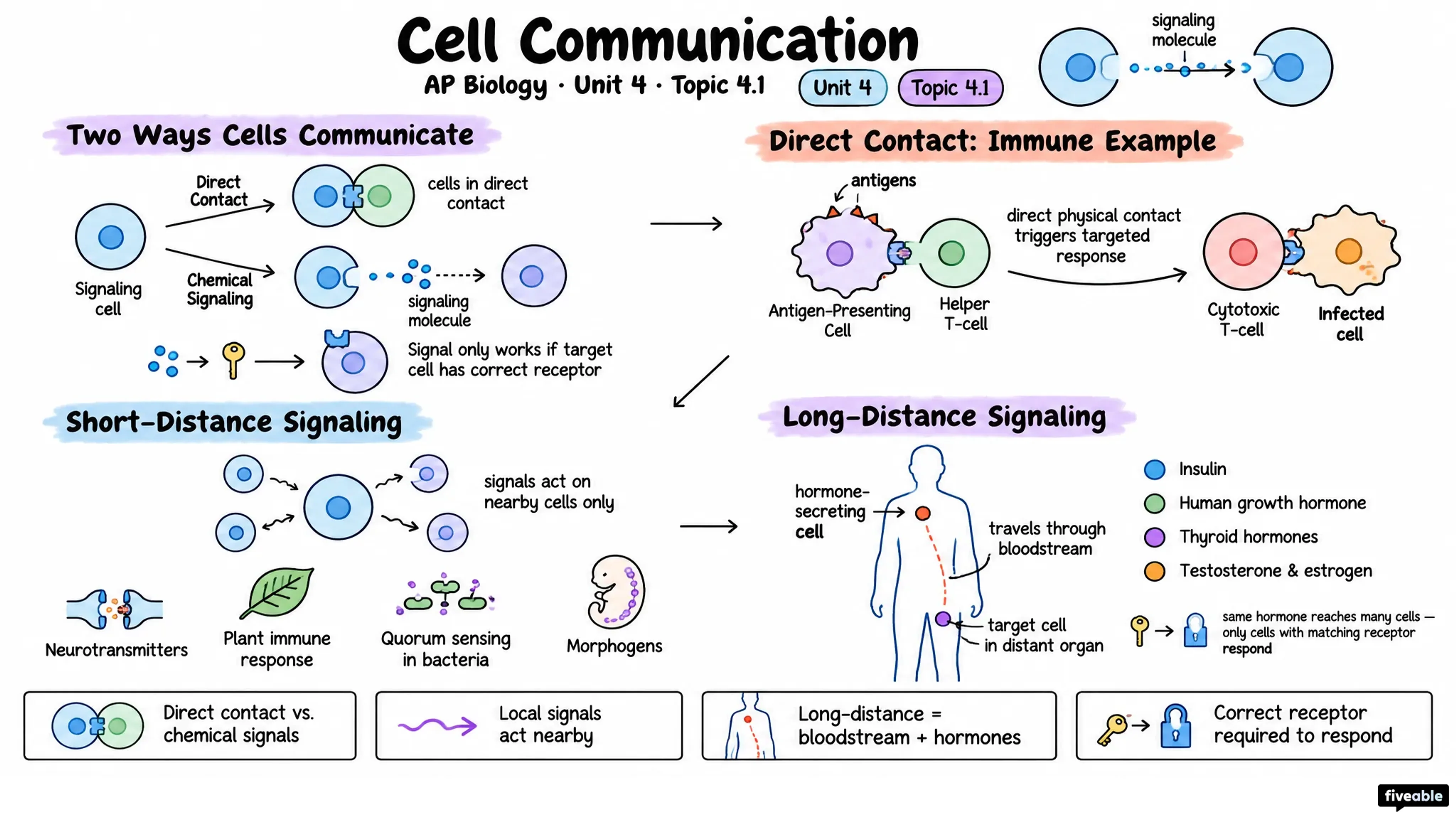 4.1 Cell Communication - AP Biology - Unit 4 visual cheatsheet