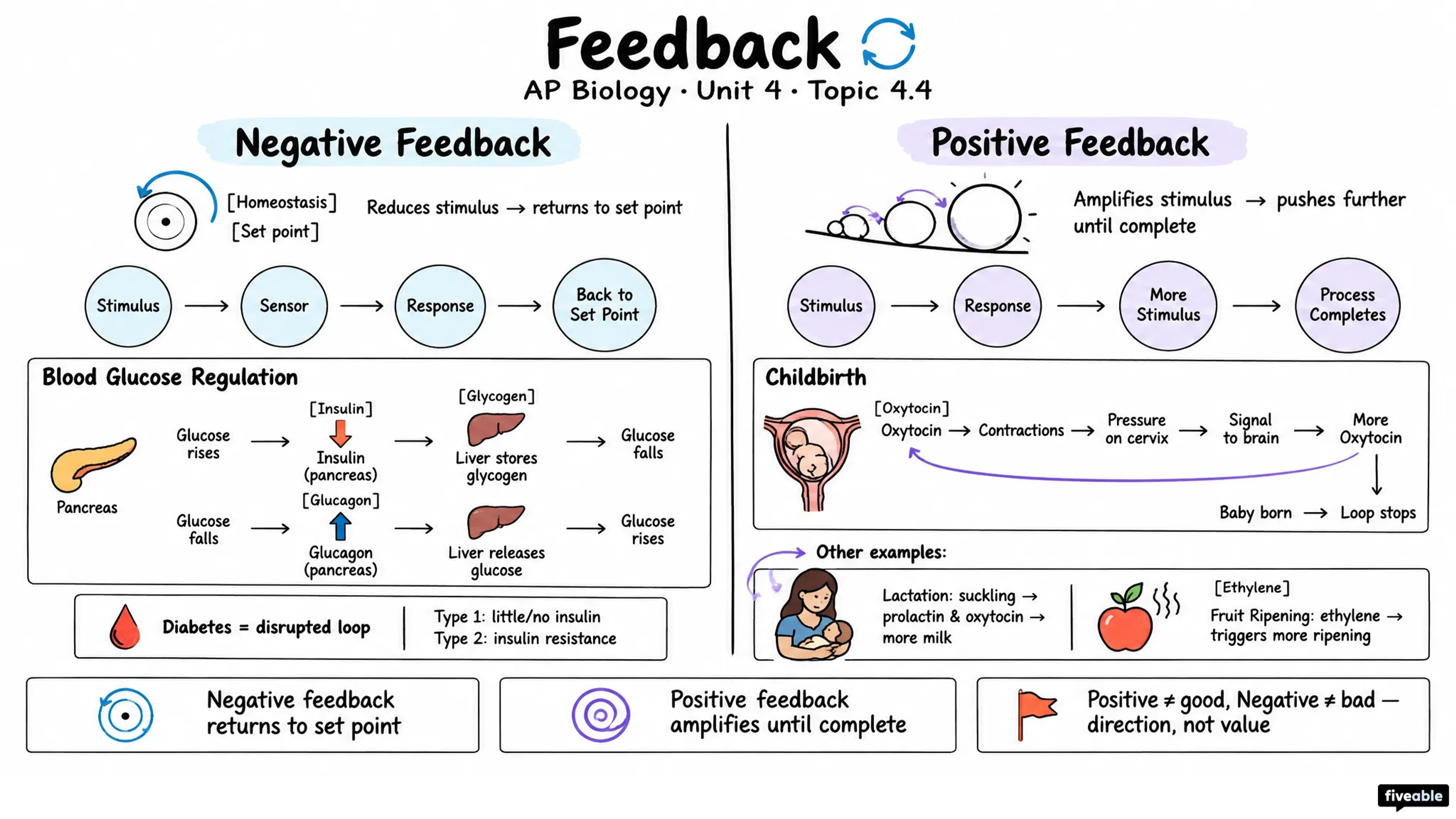 4.4 Feedback - AP Biology - Unit 4 visual cheatsheet