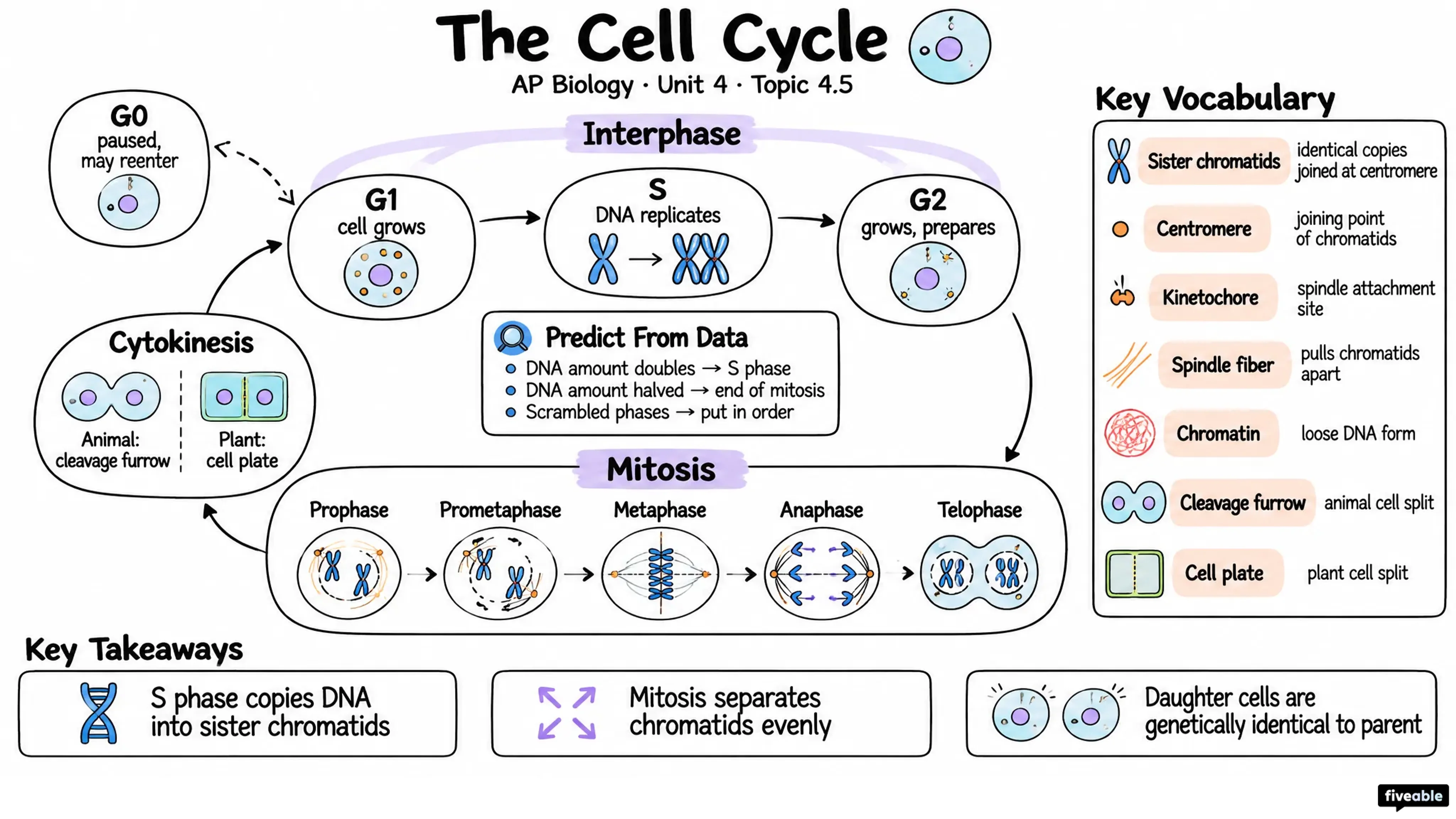 4.5 Cell Cycle - AP Biology - Unit 4 visual cheatsheet