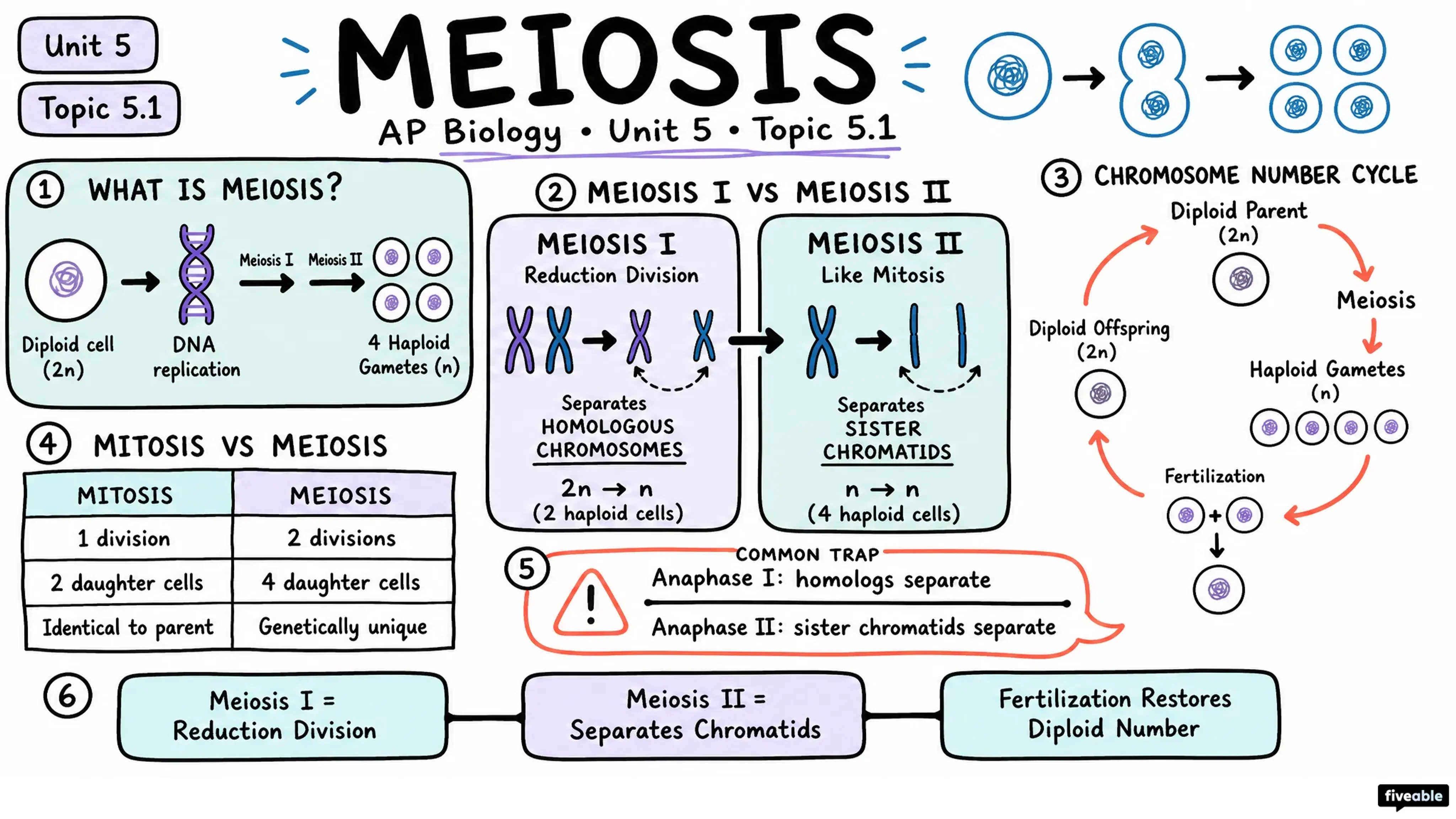 5.1 Meiosis - AP Biology - Unit 5 visual cheatsheet