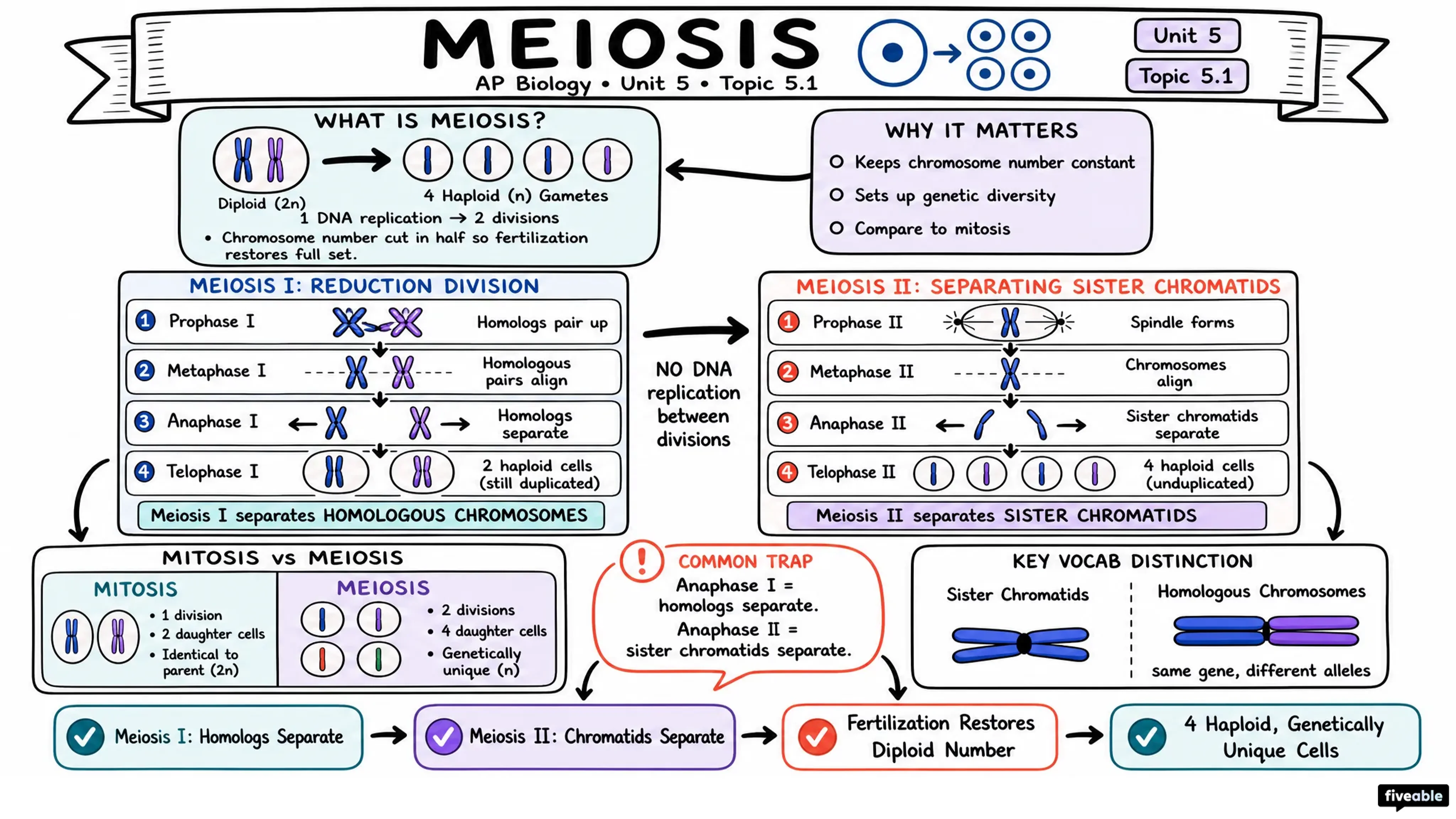 5.1 Meiosis - AP Biology - Unit 5 visual cheatsheet