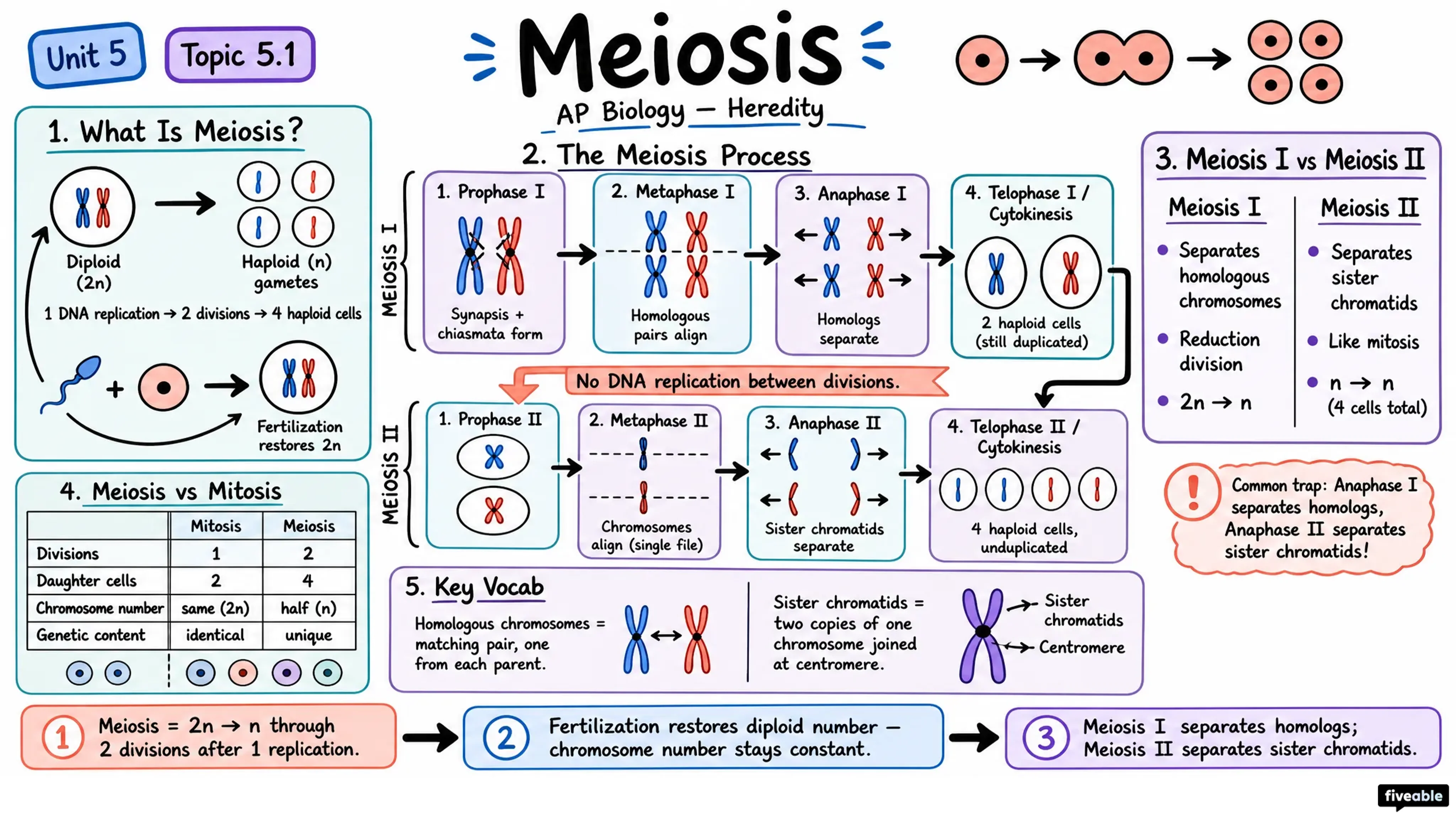 5.1 Meiosis - AP Biology - Unit 5 visual cheatsheet