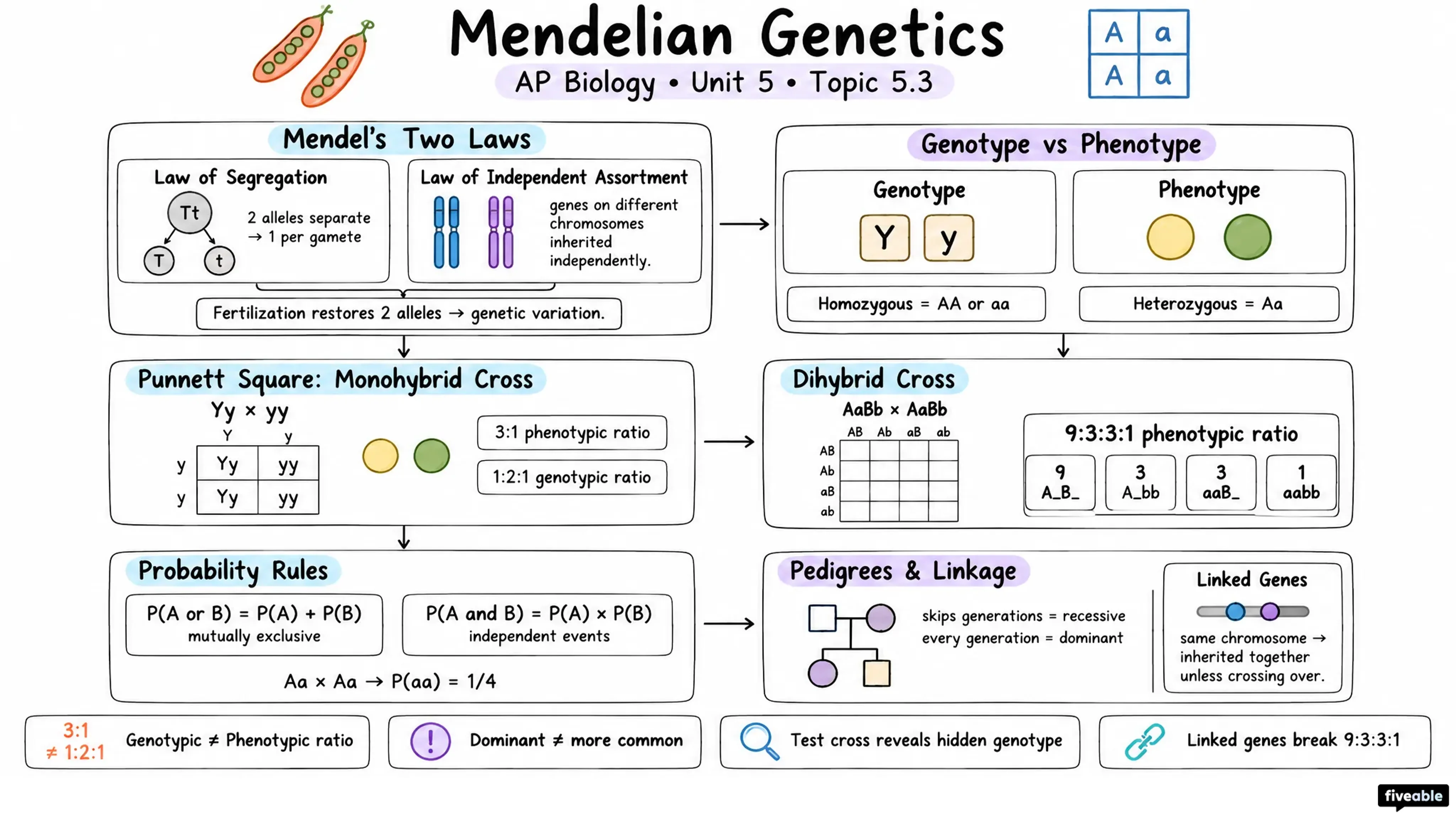 5.3 Mendelian Genetics - AP Biology - Unit 5 visual cheatsheet