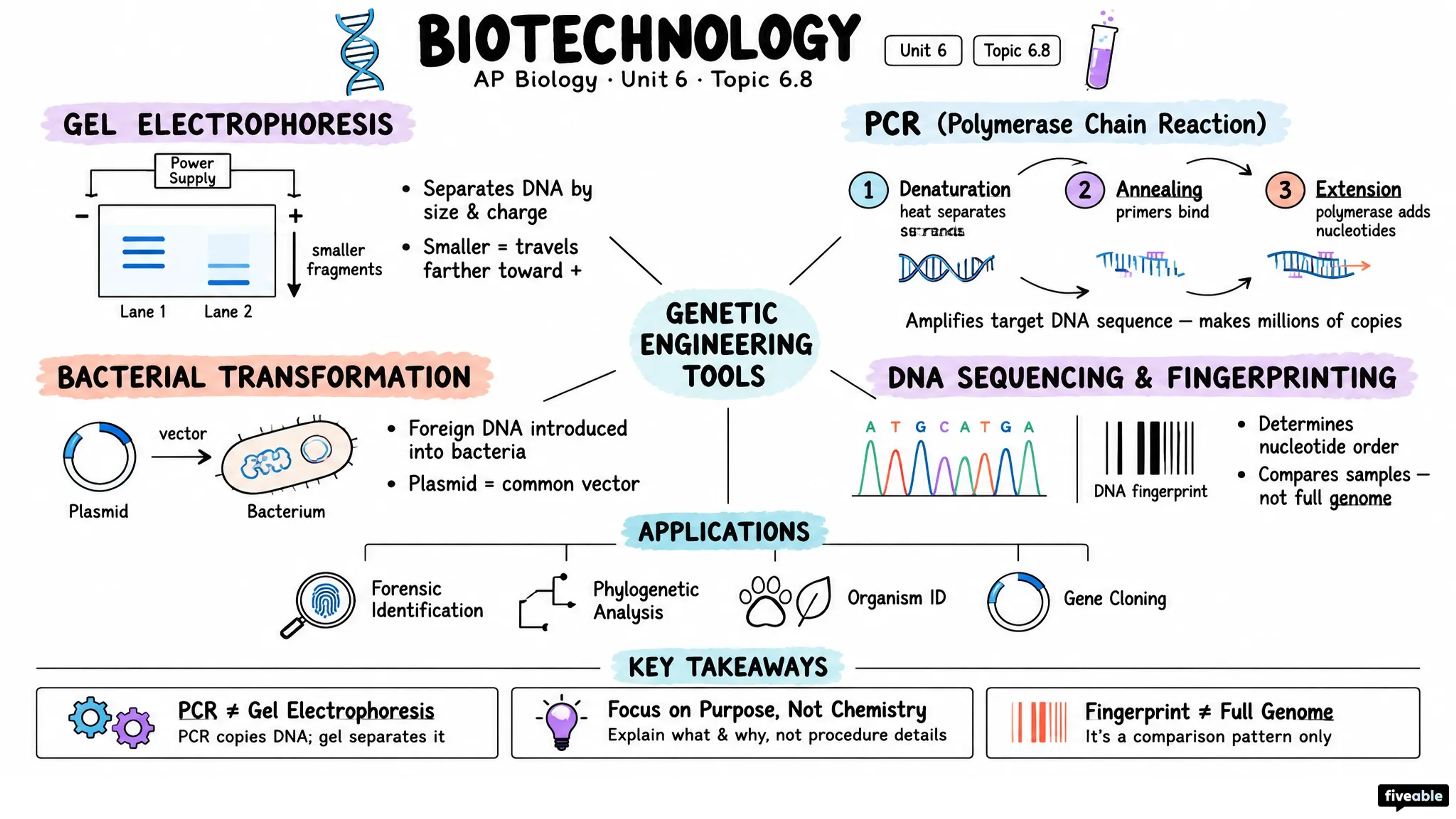 6.8 Biotechnology - AP Biology - Unit 6 visual cheatsheet