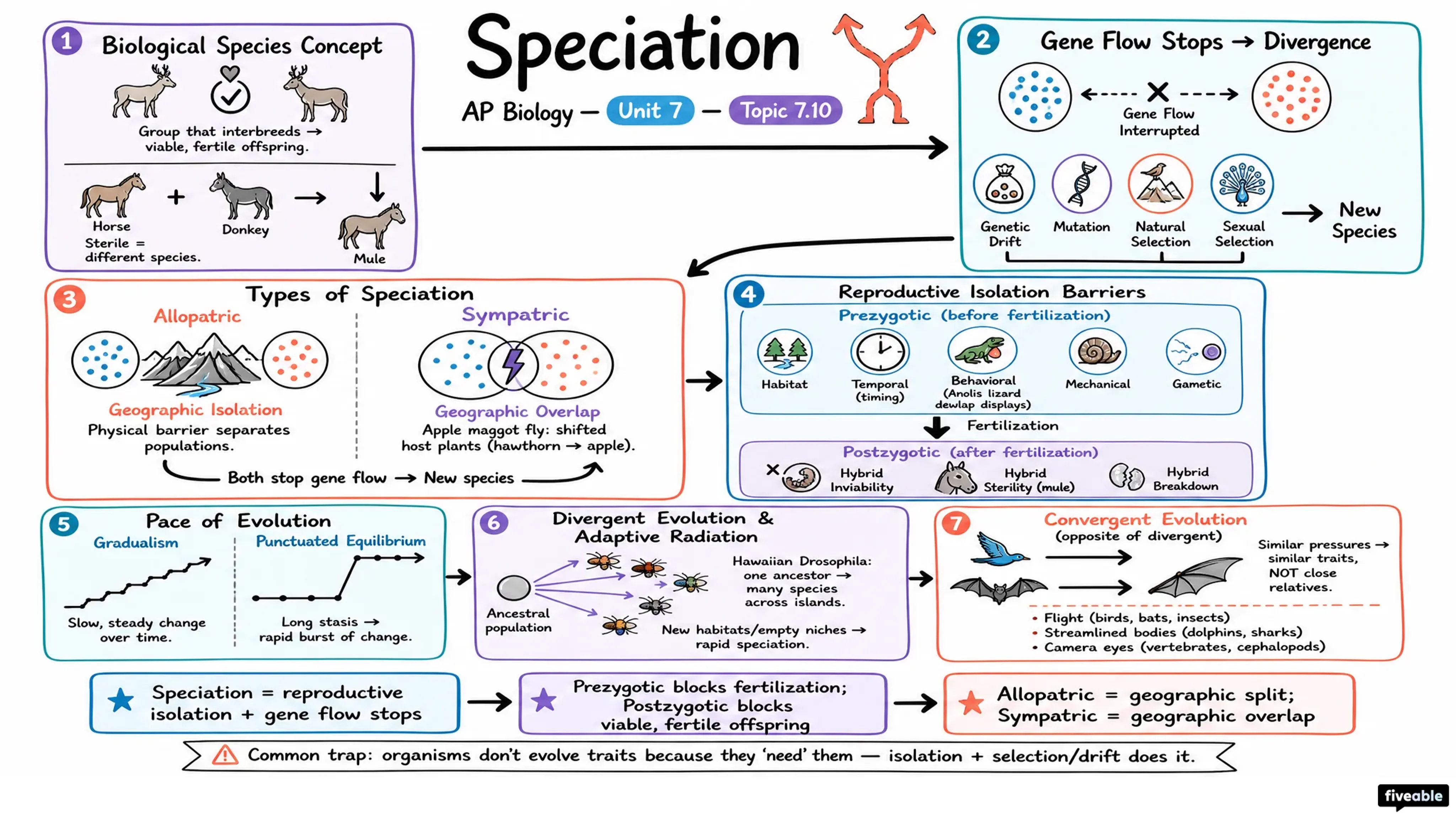 7.10 Speciation - AP Biology - Unit 7 visual cheatsheet