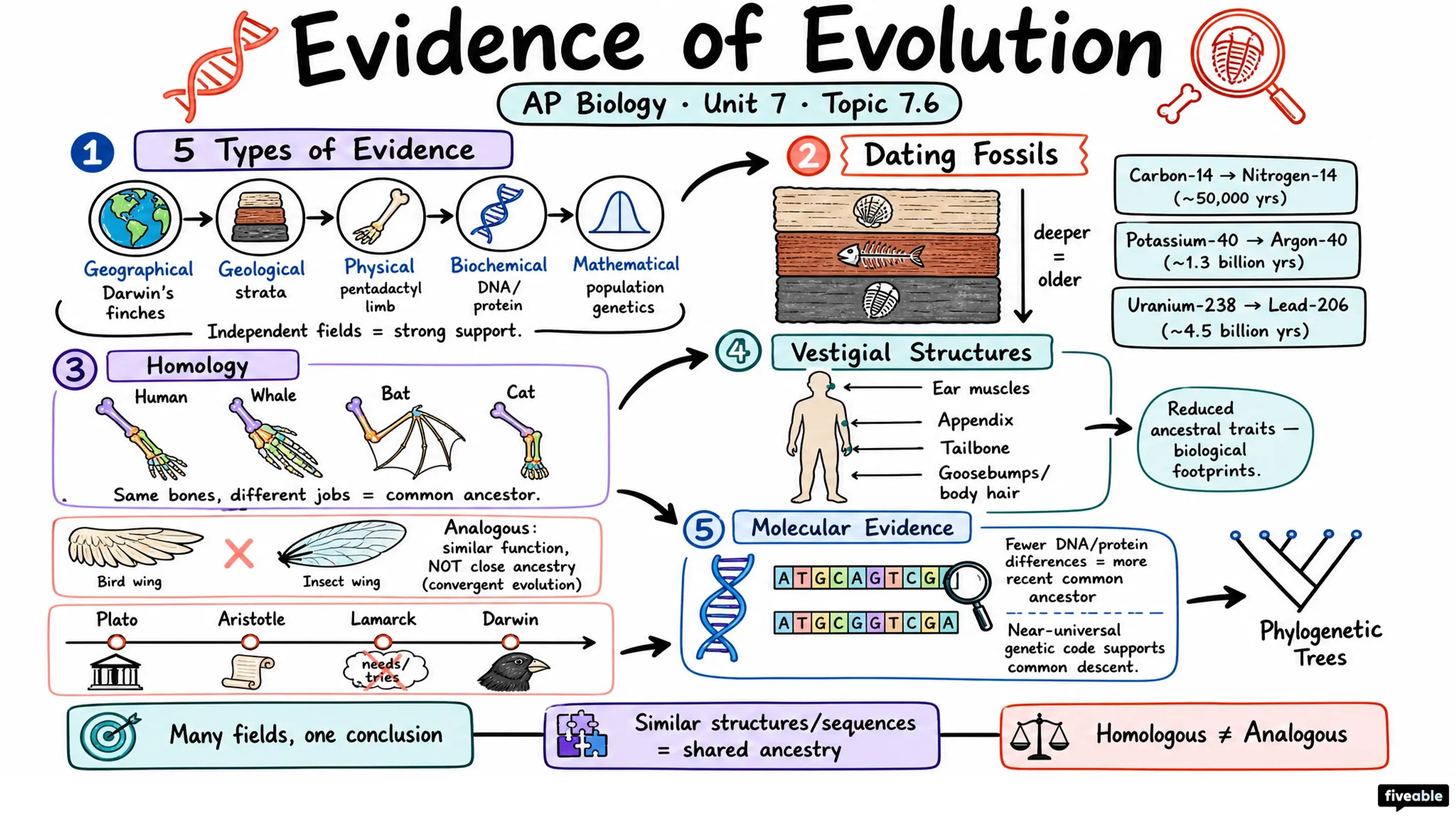 7.6 Evidence of Evolution - AP Biology - Unit 7 visual cheatsheet