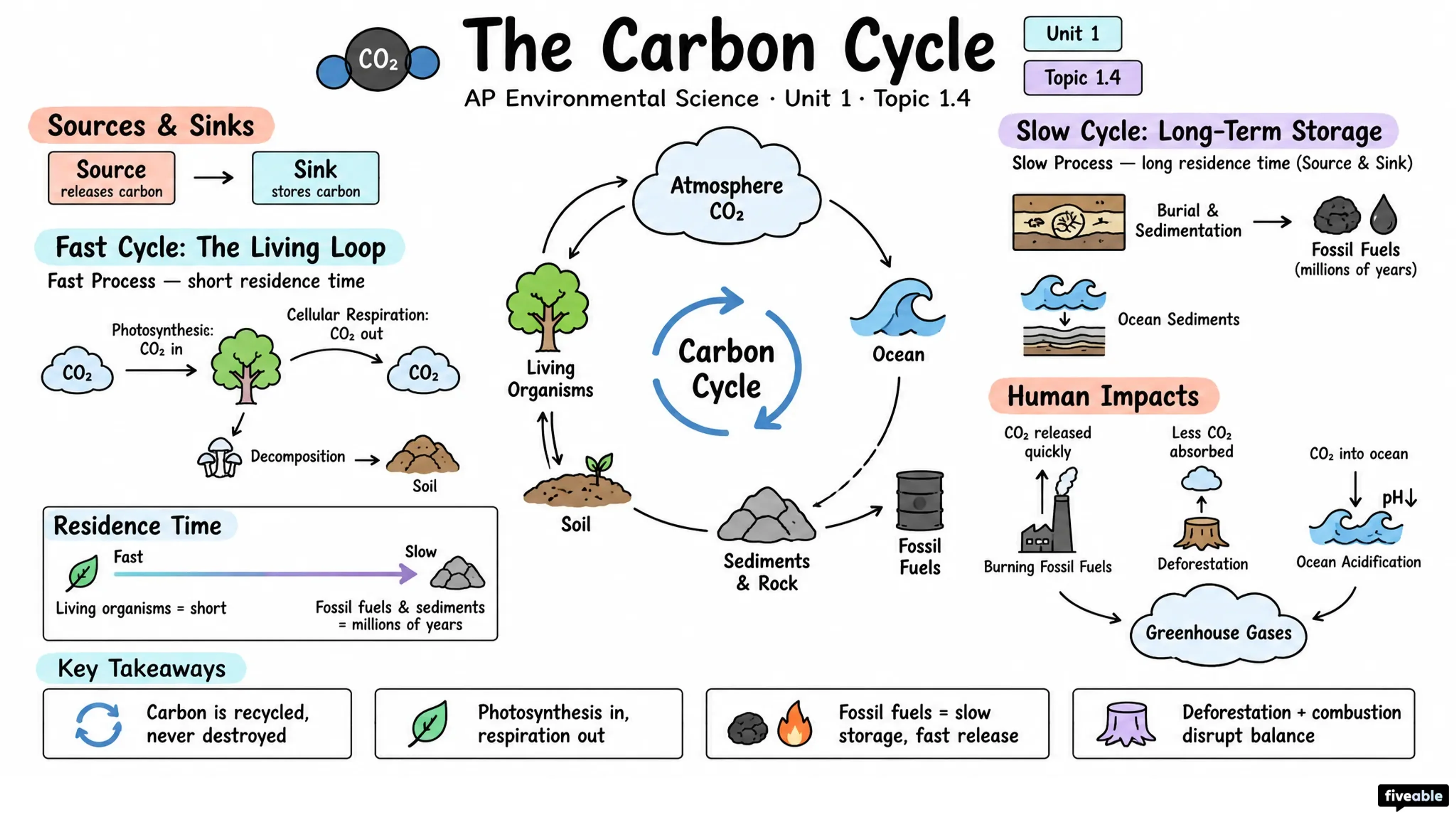 1.4 The Carbon Cycle - AP Environmental Science - Unit 1 visual cheatsheet