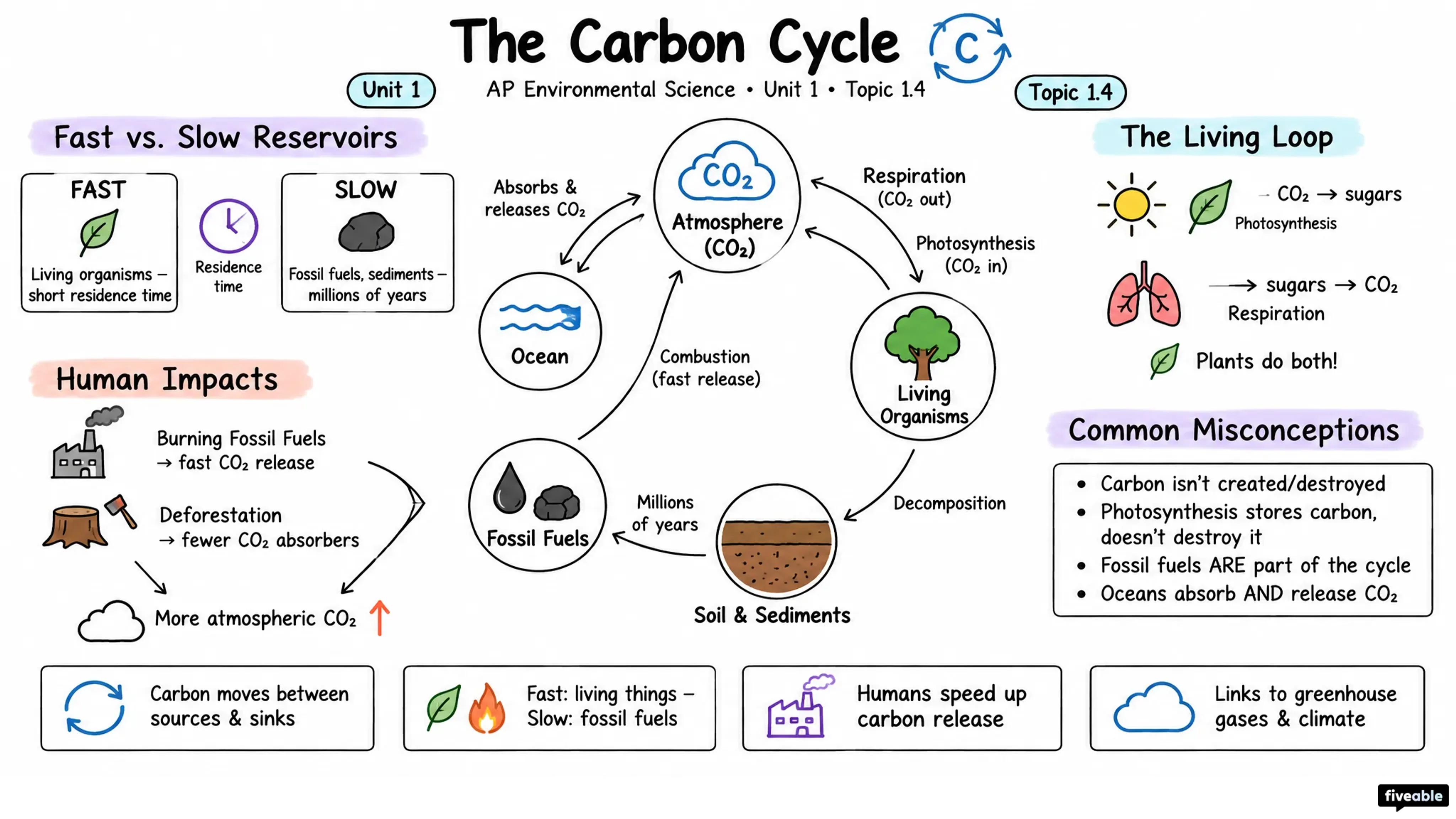 1.4 The Carbon Cycle - AP Environmental Science - Unit 1 visual cheatsheet