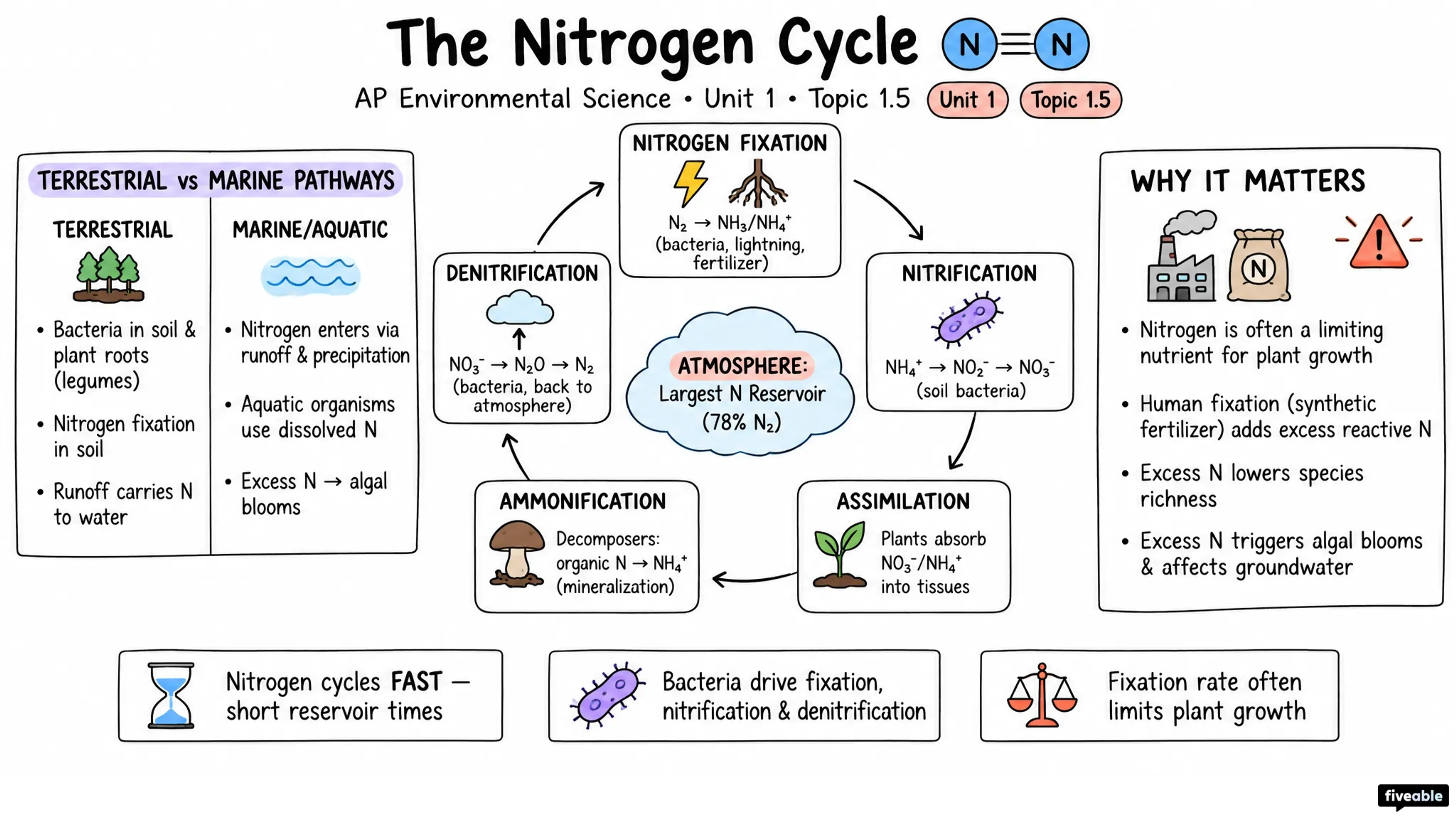 1.5 The Nitrogen Cycle - AP Environmental Science - Unit 1 visual cheatsheet