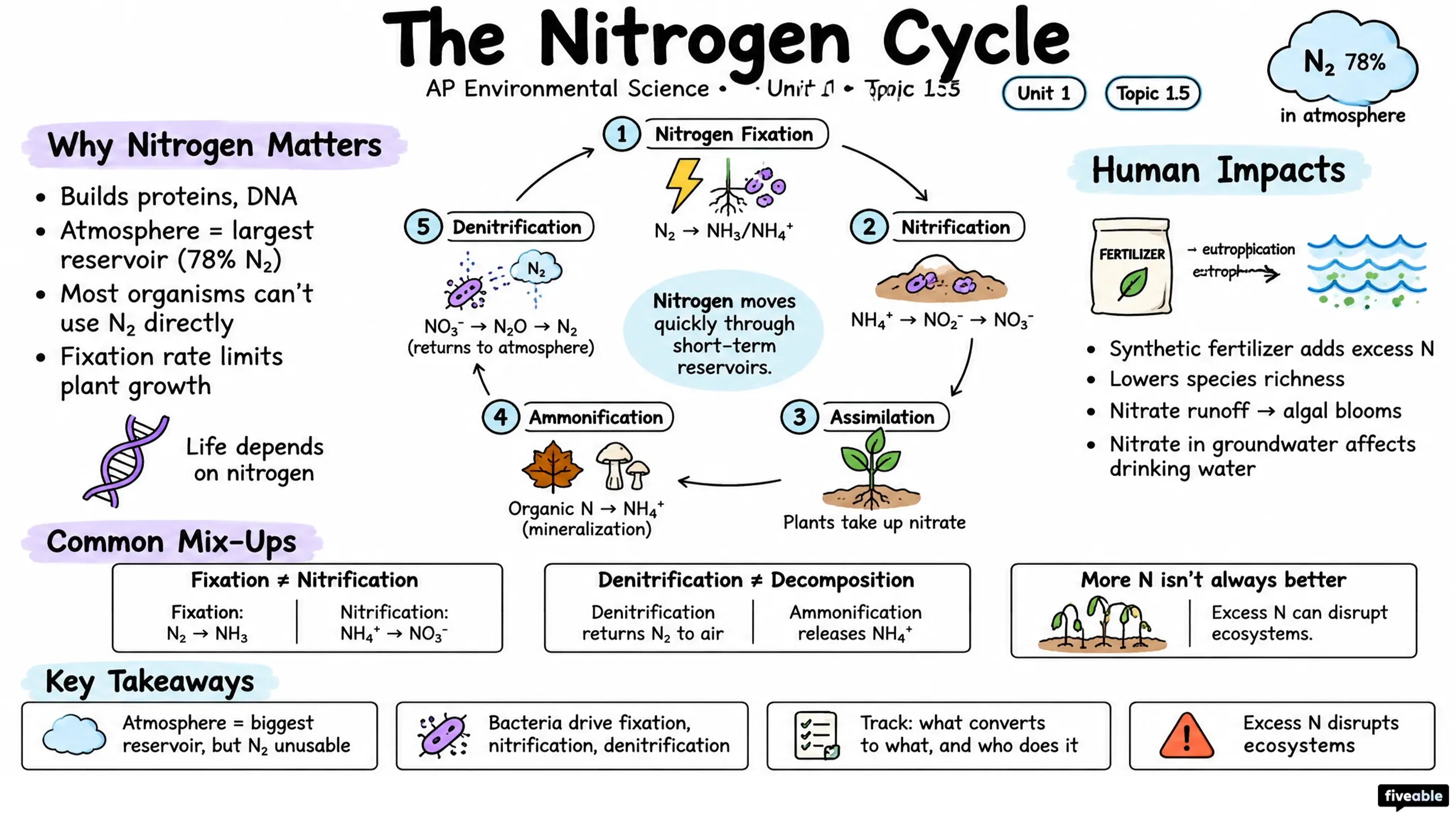 1.5 The Nitrogen Cycle - AP Environmental Science - Unit 1 visual cheatsheet