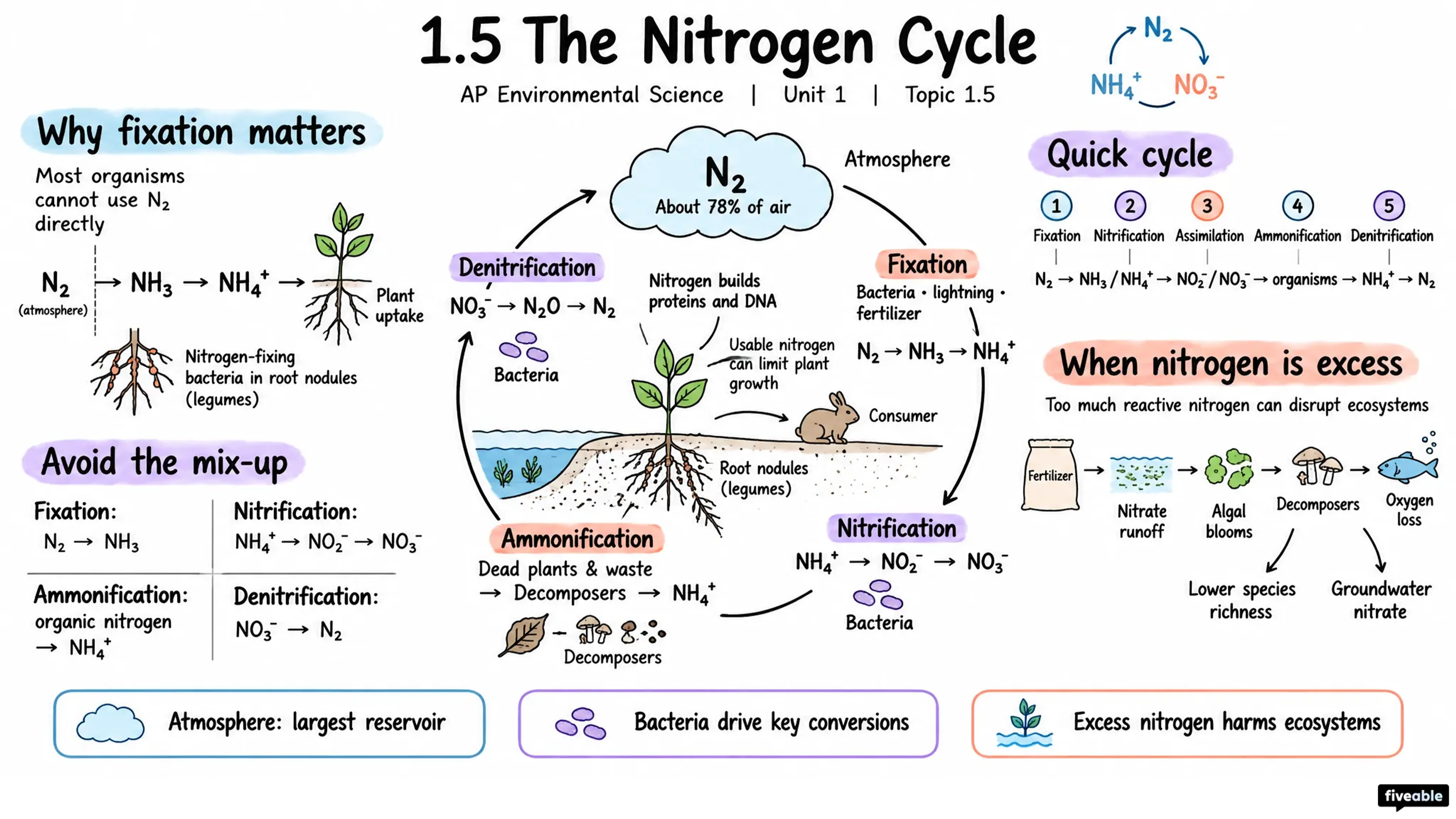 1.5 The Nitrogen Cycle - AP Environmental Science - Unit 1 visual cheatsheet