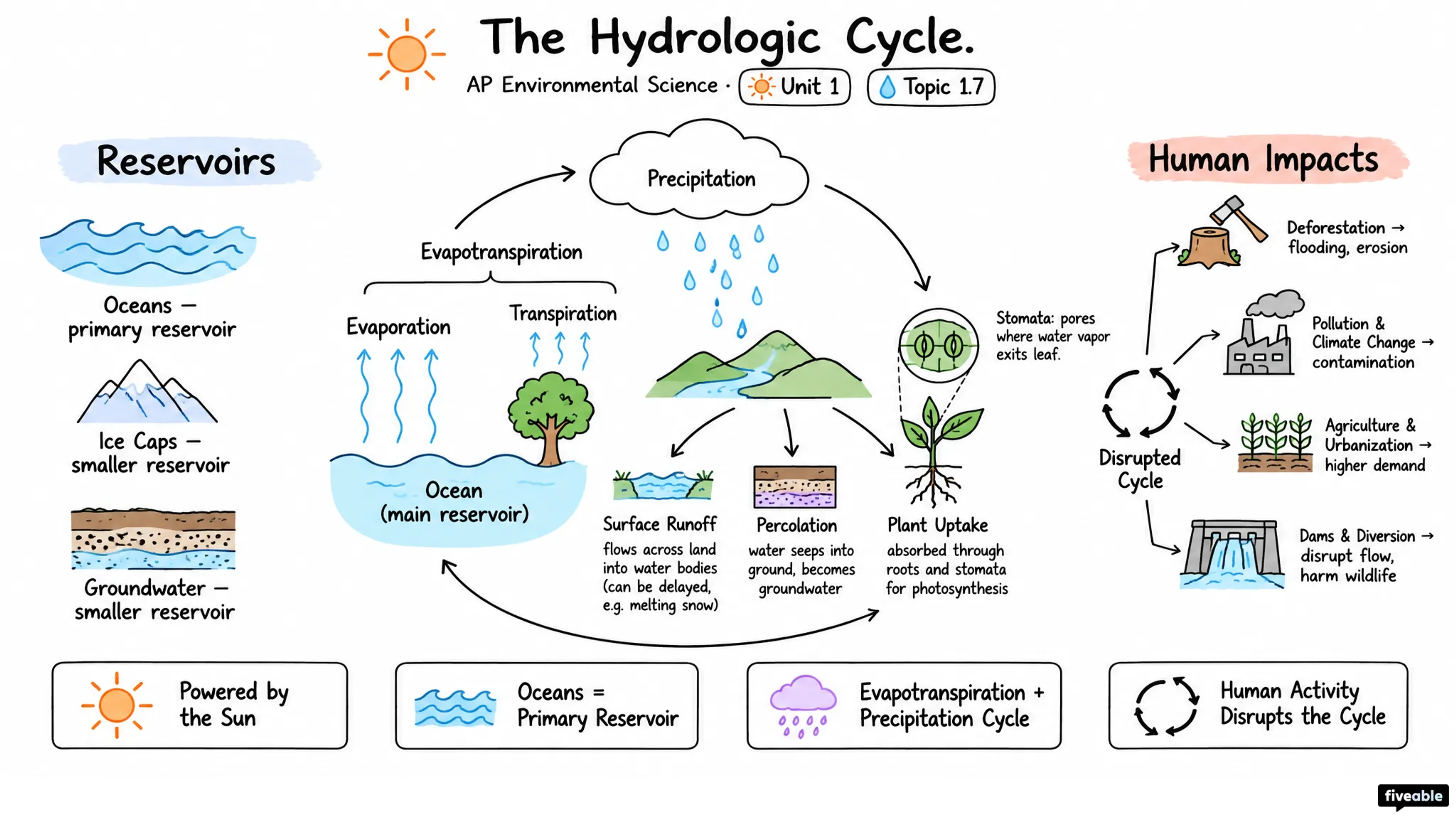 1.7 The Hydrologic Cycle - AP Environmental Science - Unit 1 visual cheatsheet