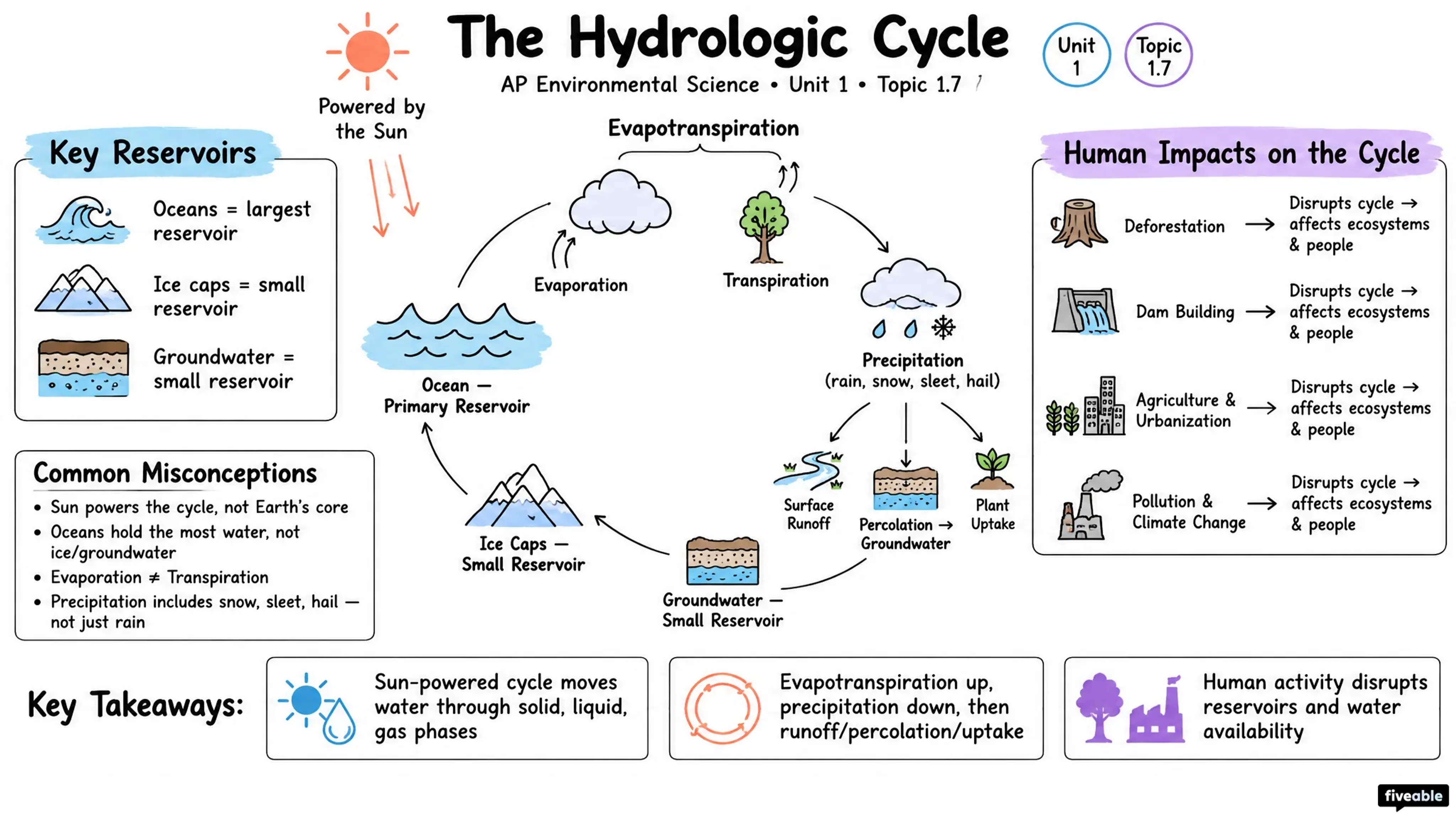 1.7 The Hydrologic Cycle - AP Environmental Science - Unit 1 visual cheatsheet