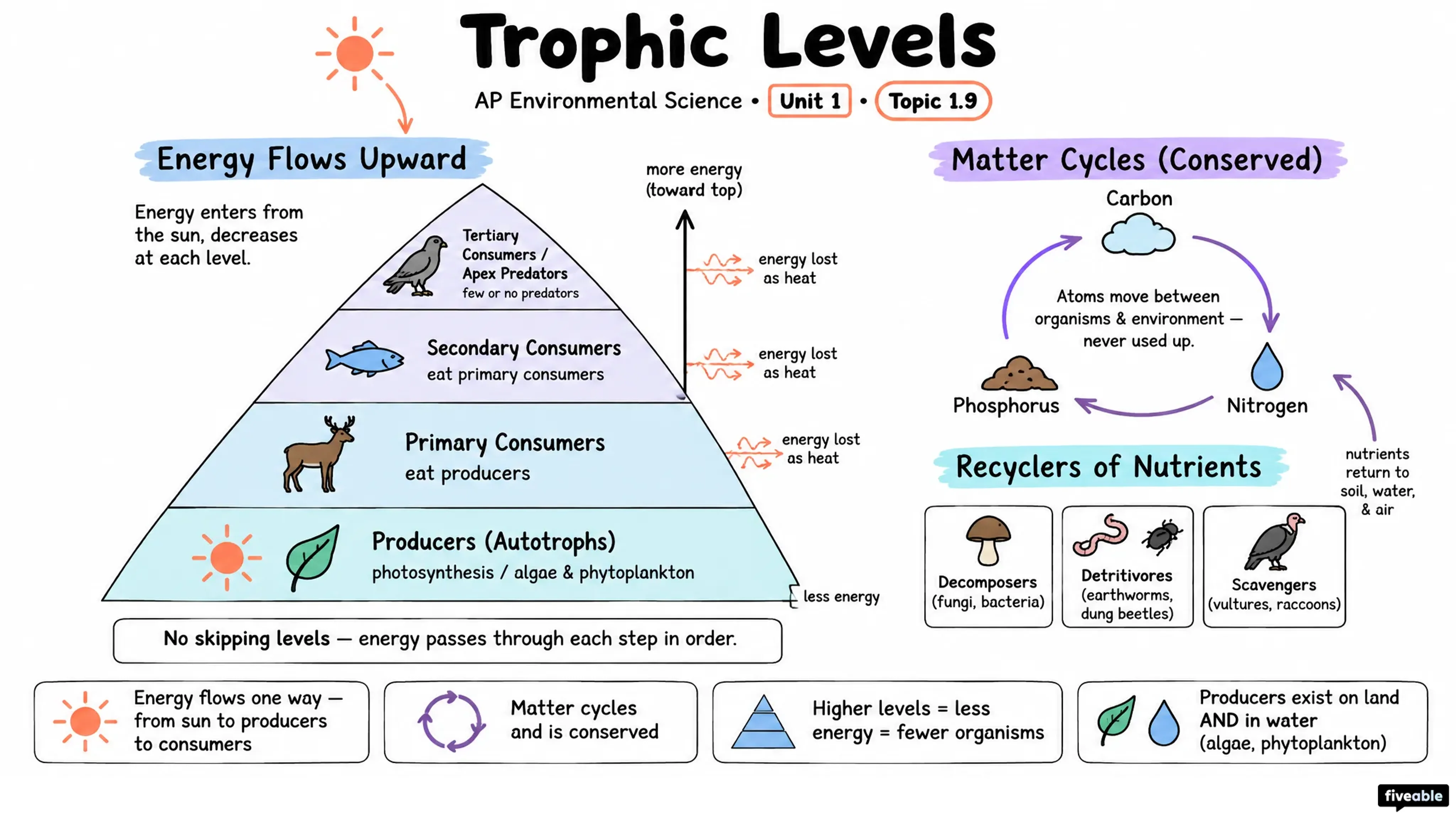 1.9 Trophic Levels - AP Environmental Science - Unit 1 visual cheatsheet