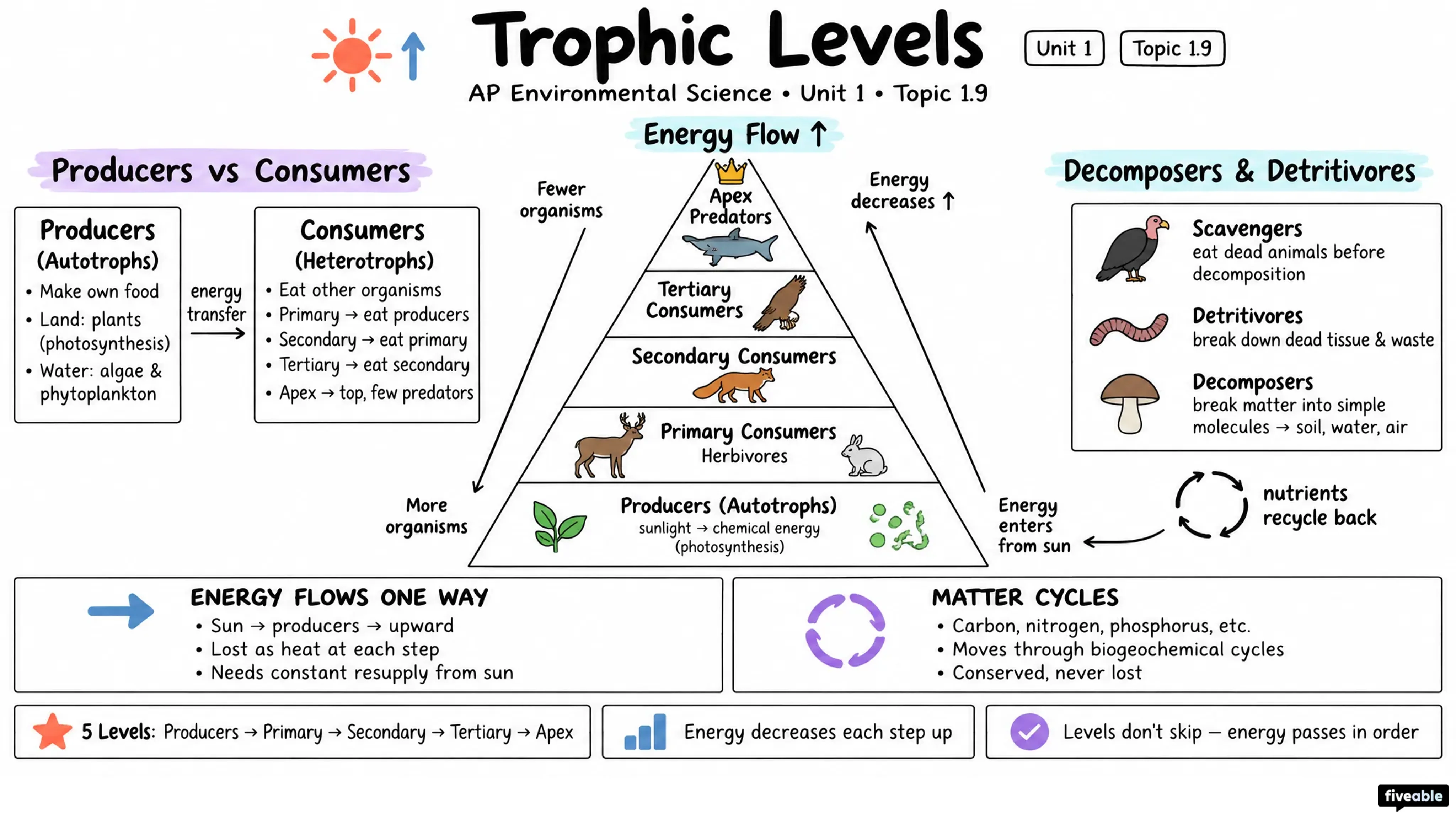 1.9 Trophic Levels - AP Environmental Science - Unit 1 visual cheatsheet