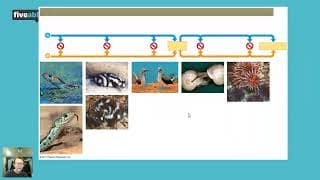 AP Biology - Macro-Evolution