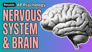 AP Psychology - Nervous System & Brain Structures