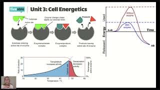 AP Biology - Unit 3 Review: Cell Energetics