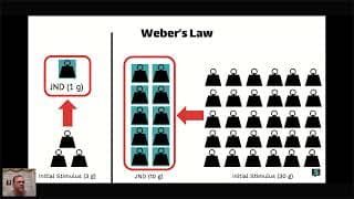 AP Psychology CRAM – Sensation & Perception