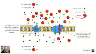 AP Biology - Body Systems & FRQs