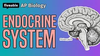 AP Biology - Endocrine System & Feedback Loops