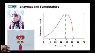 AP Biology - Enzyme Function: Temperature, pH & Inhibition
