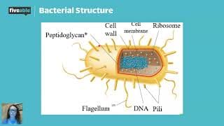 AP Biology - Bacteria & Viruses
