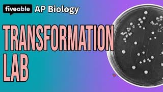AP Biology - Transformation Lab: pGLO & Efficiency